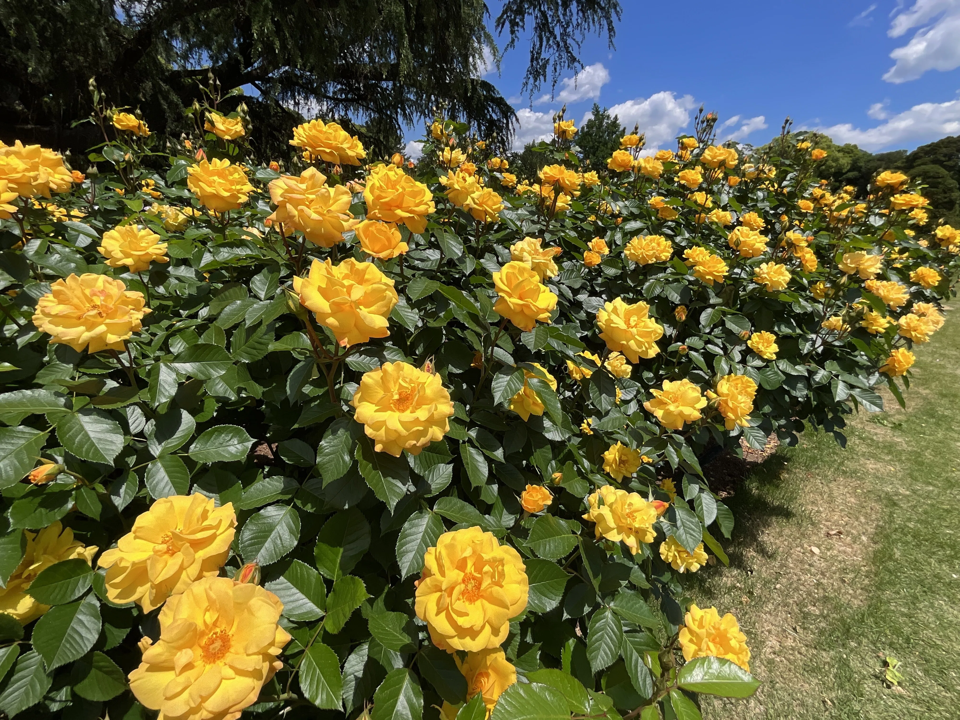 ゴールドマリー '84（京都府立植物園）：2026年5月8日（金）｜藤井秀昭