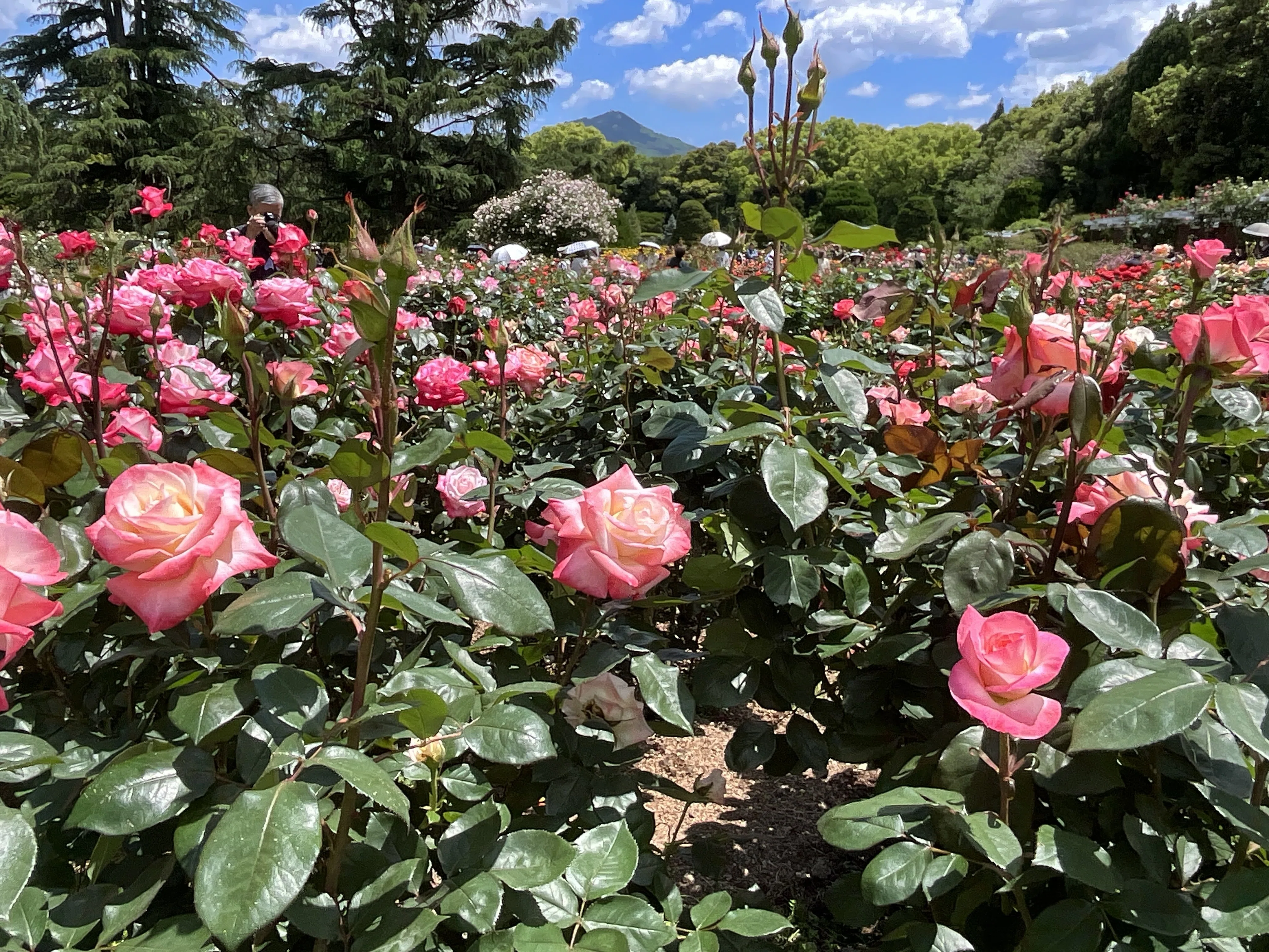 レトロショウワノート.シルキーローズ Gemini (Kyoto Botanical Gardens): May 9, 2026 (Sat)｜藤井秀昭
