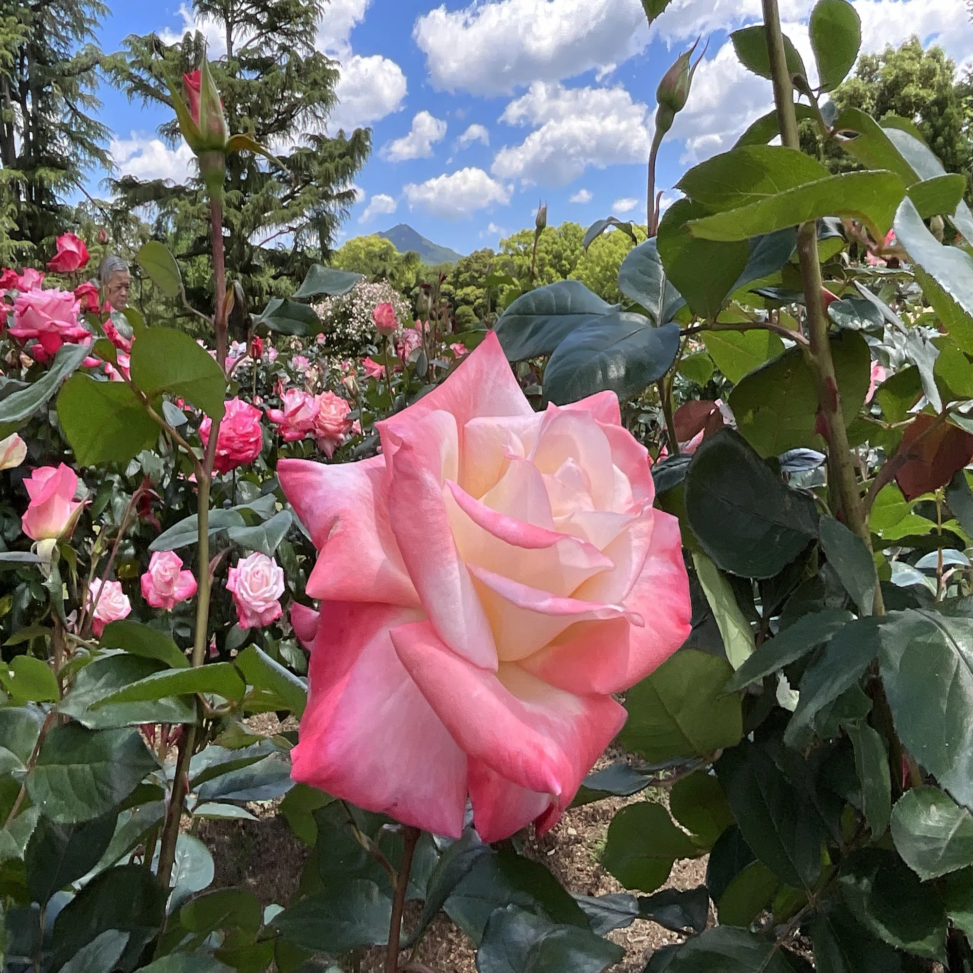 Gemini (Kyoto Botanical Gardens): May 9, 2026 (Sat)