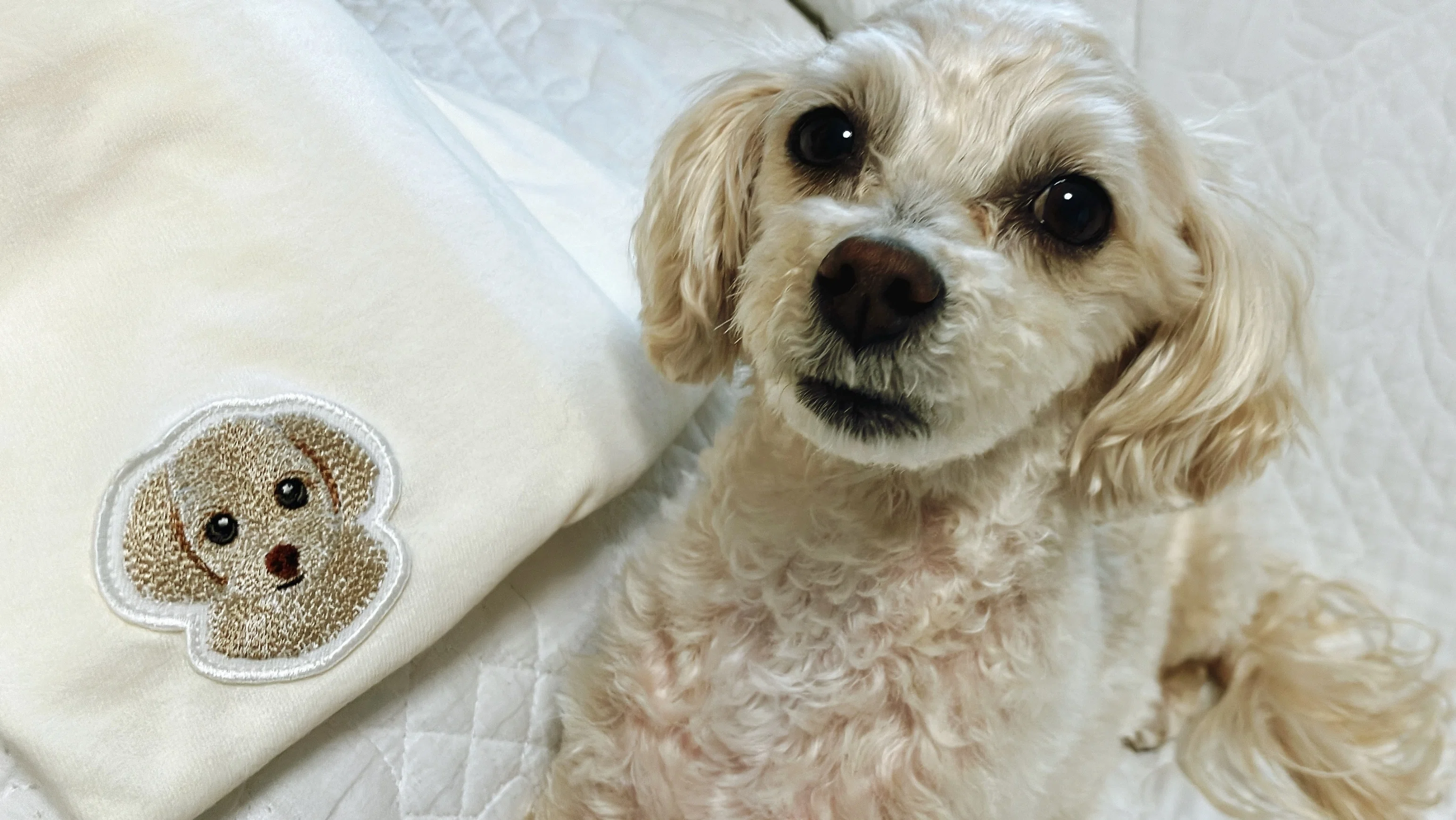 うちの子グッズ｜オリジナル愛犬Tシャツをつくってみた｜こいぬまめぐみ