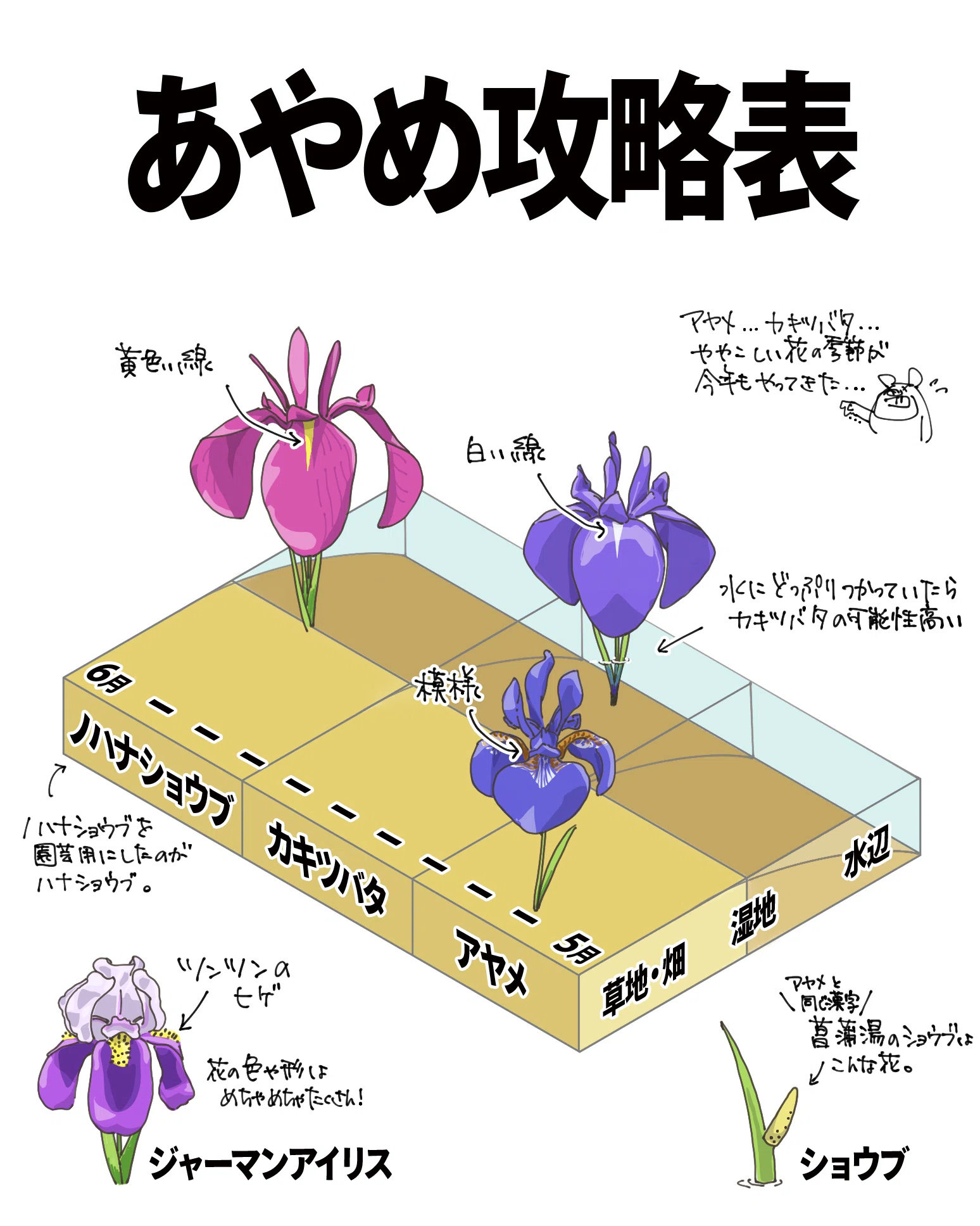 あやめ攻略表｜くますけ｜自然ガイド・クリエイター