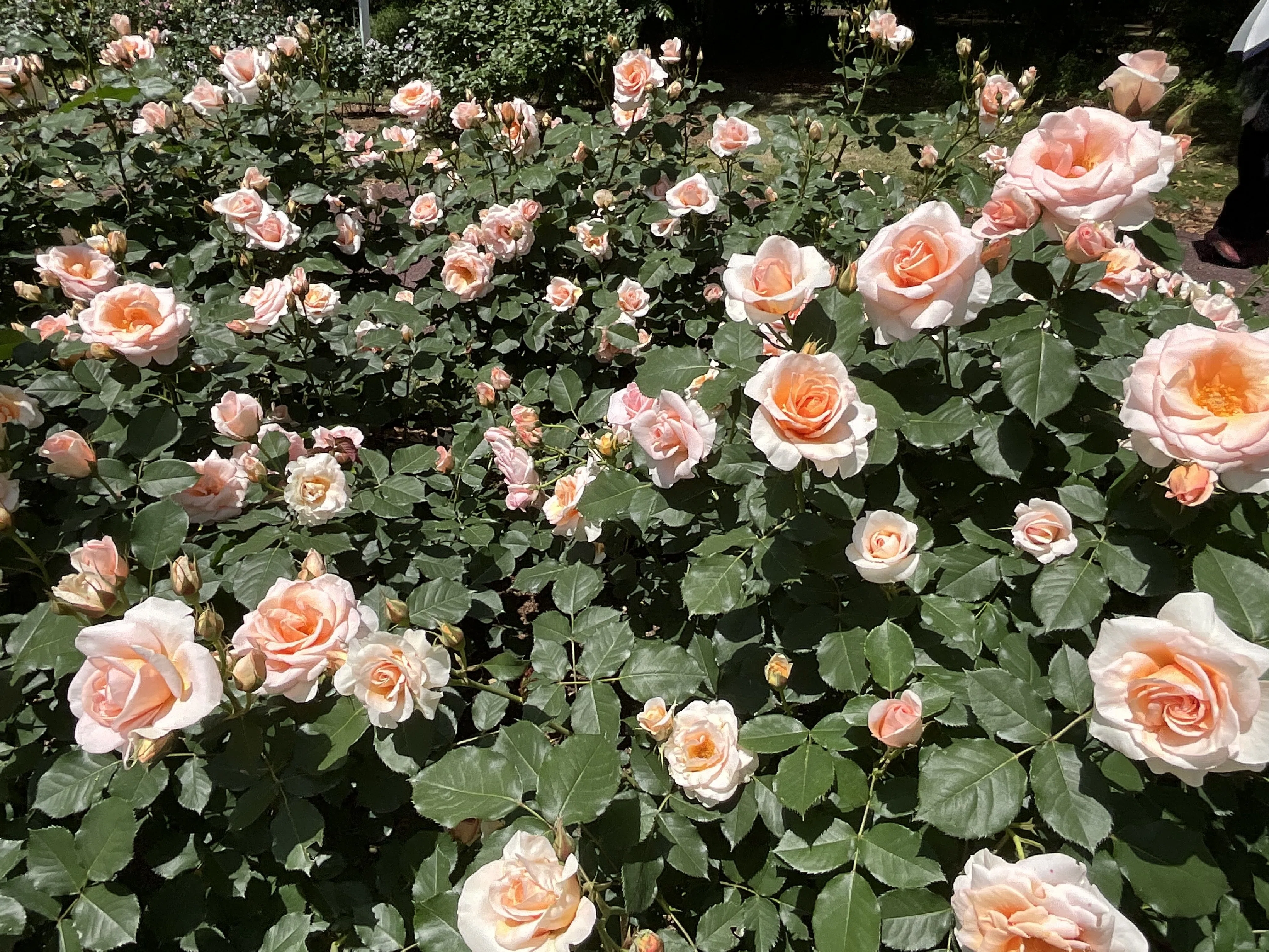 琴音（京都府立植物園）：2026年5月8日（金）｜藤井秀昭（『京都居候