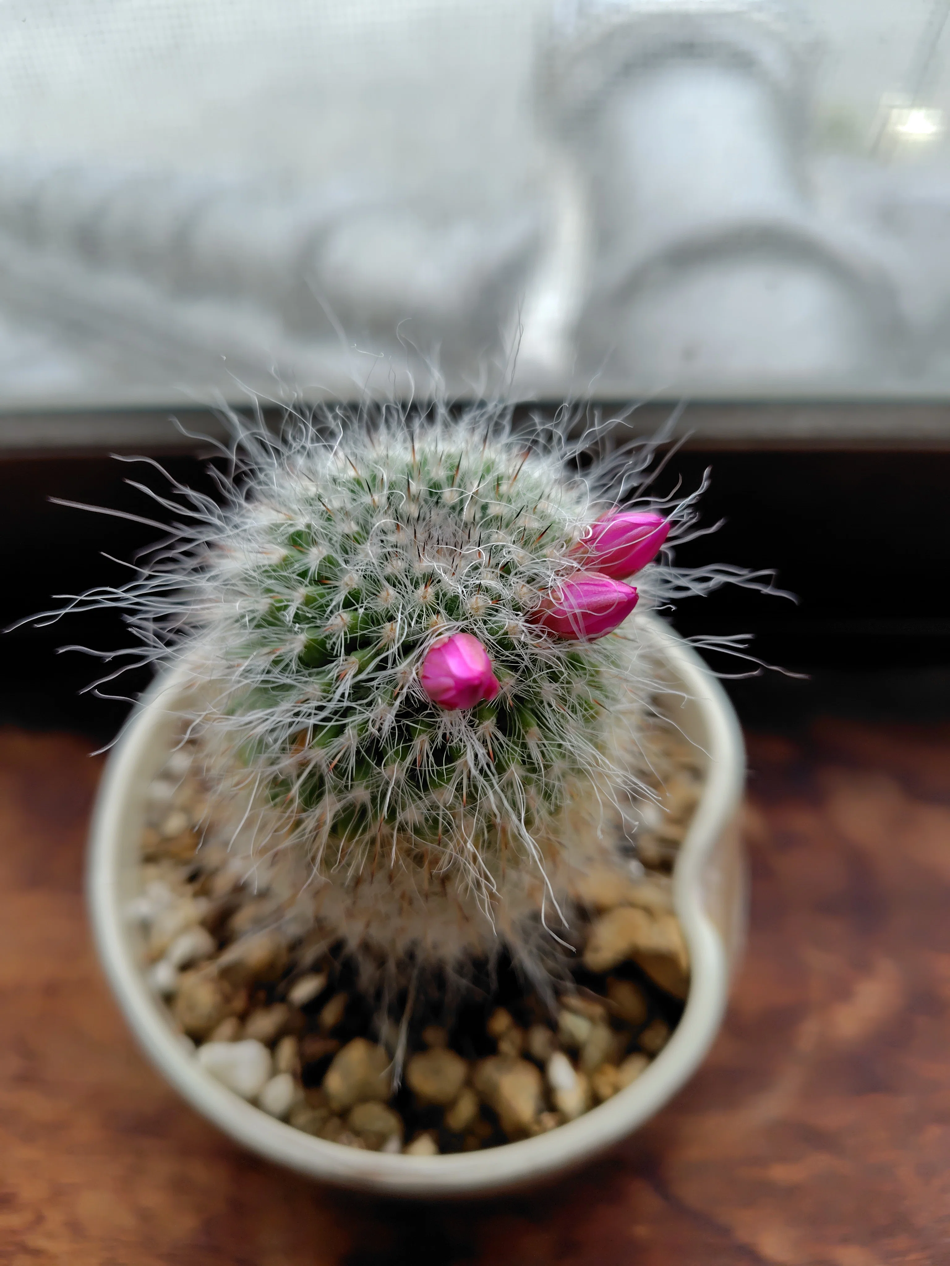 命の花が輝いた日に【生き残ったサボテン】｜deepblue