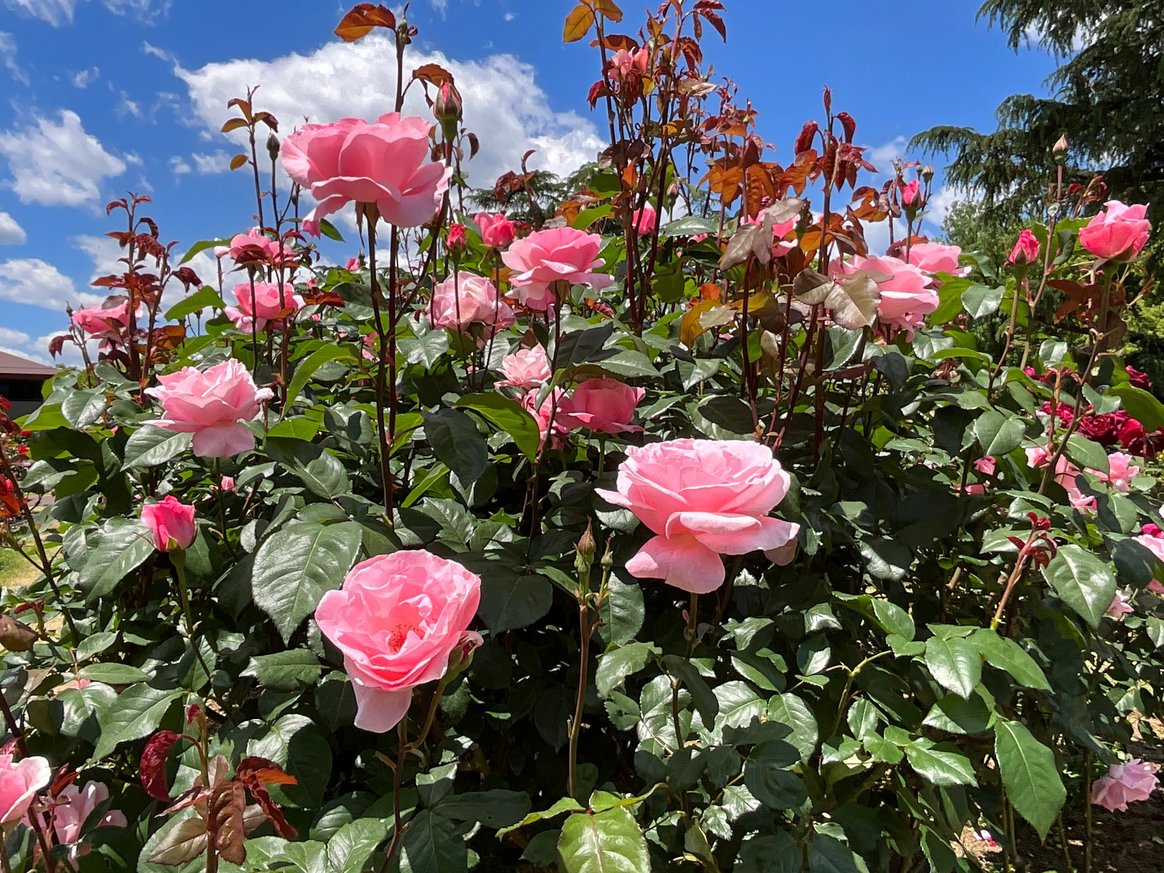 クイーン・エリザベス（京都府立植物園）：2026年5月9日（土）｜藤井