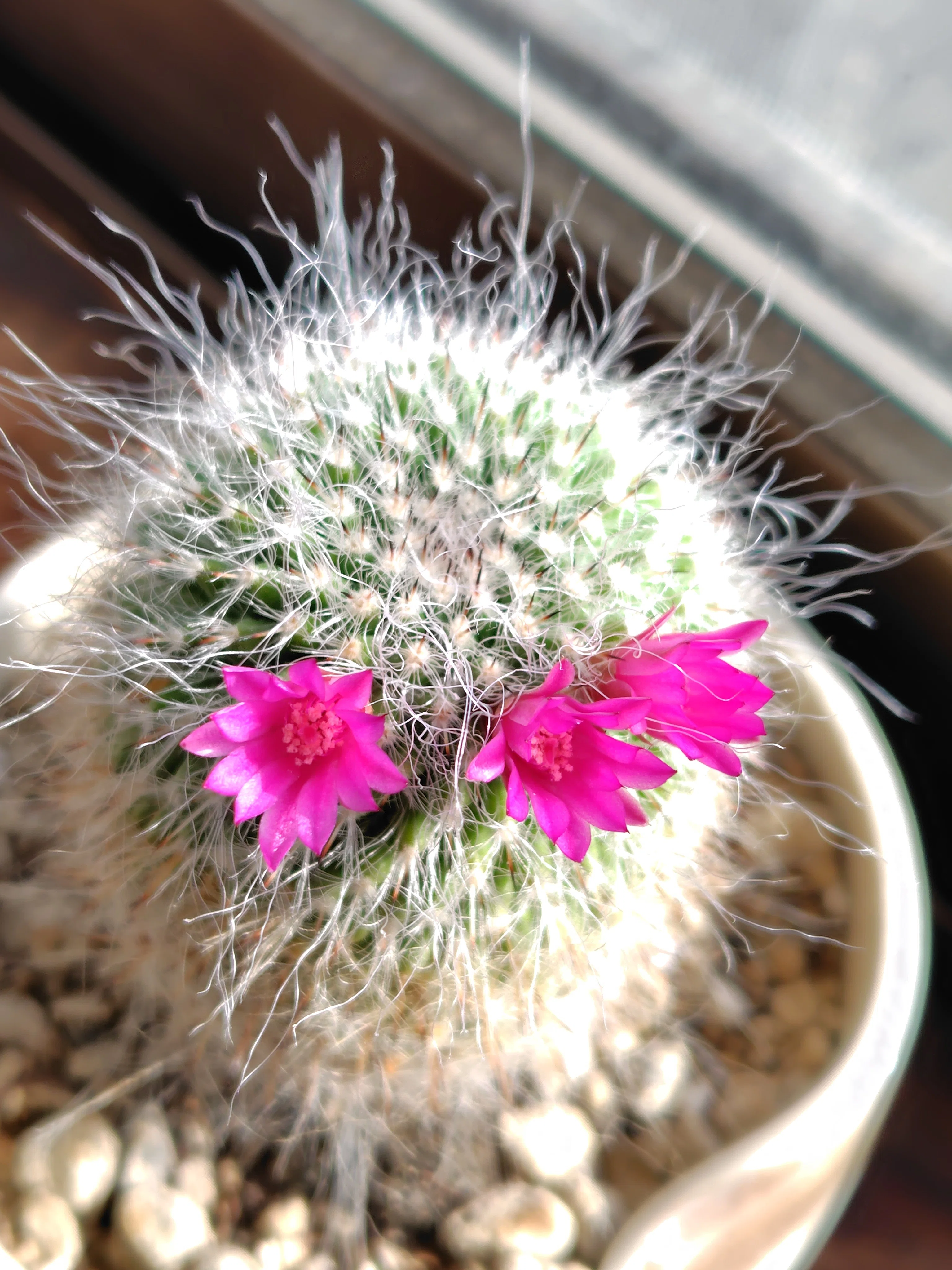 命の花が輝いた日に【生き残ったサボテン】｜deepblue