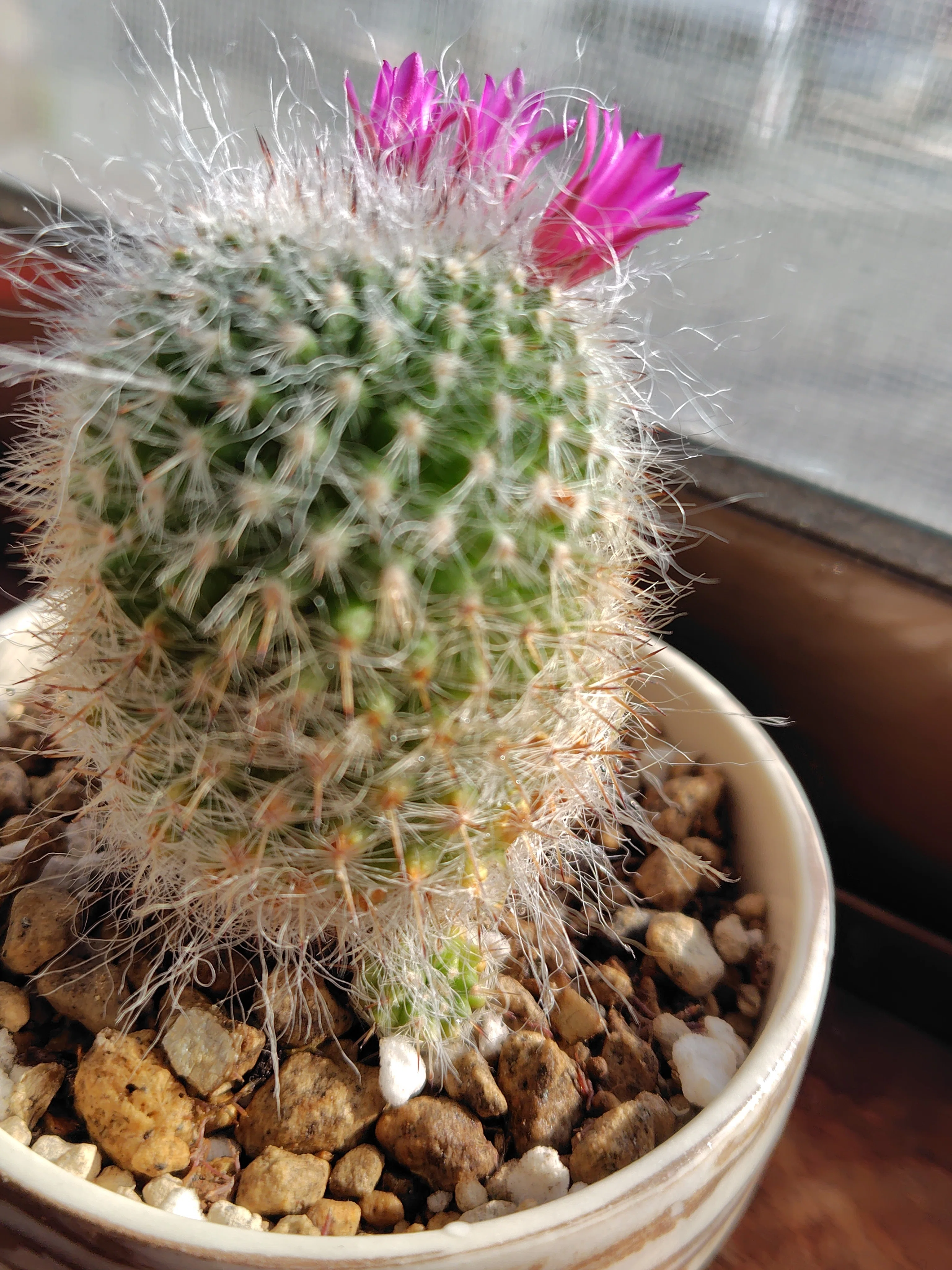 命の花が輝いた日に【生き残ったサボテン】｜deepblue