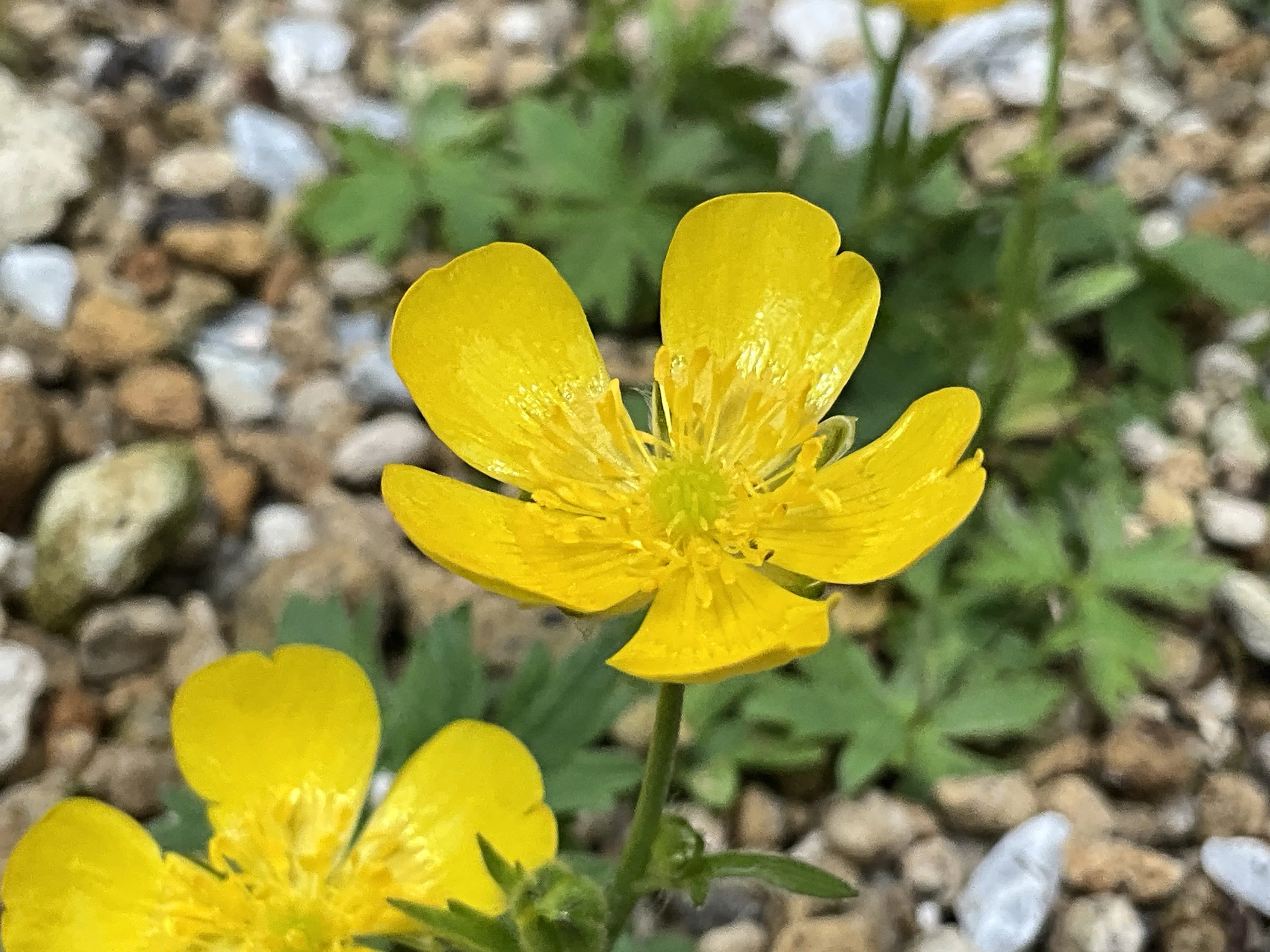ミヤマキンポウゲ（京都府立植物園）：2026年5月12日（火）｜藤井秀昭