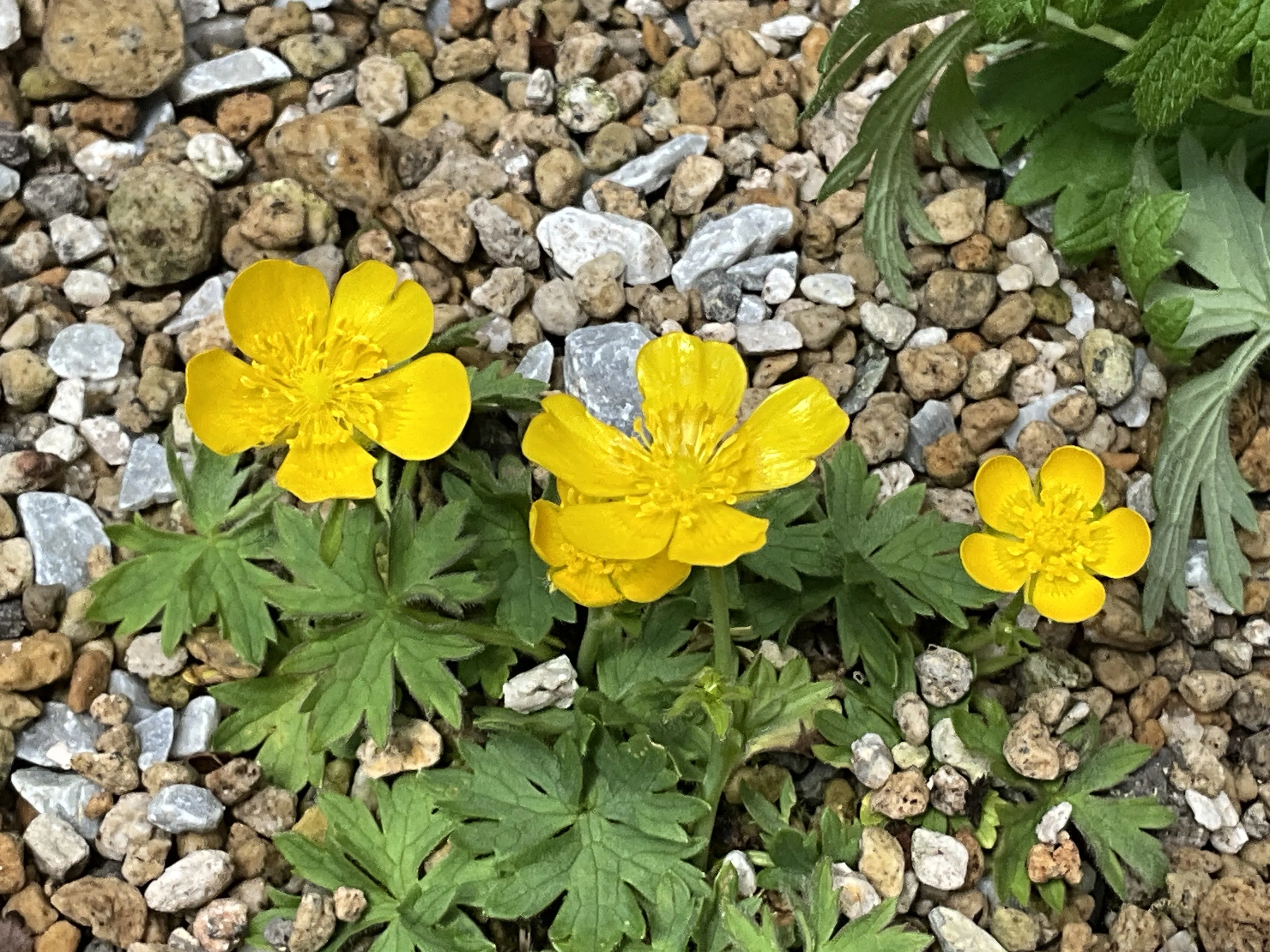 ミヤマキンポウゲ（京都府立植物園）：2026年5月12日（火）｜藤井秀昭
