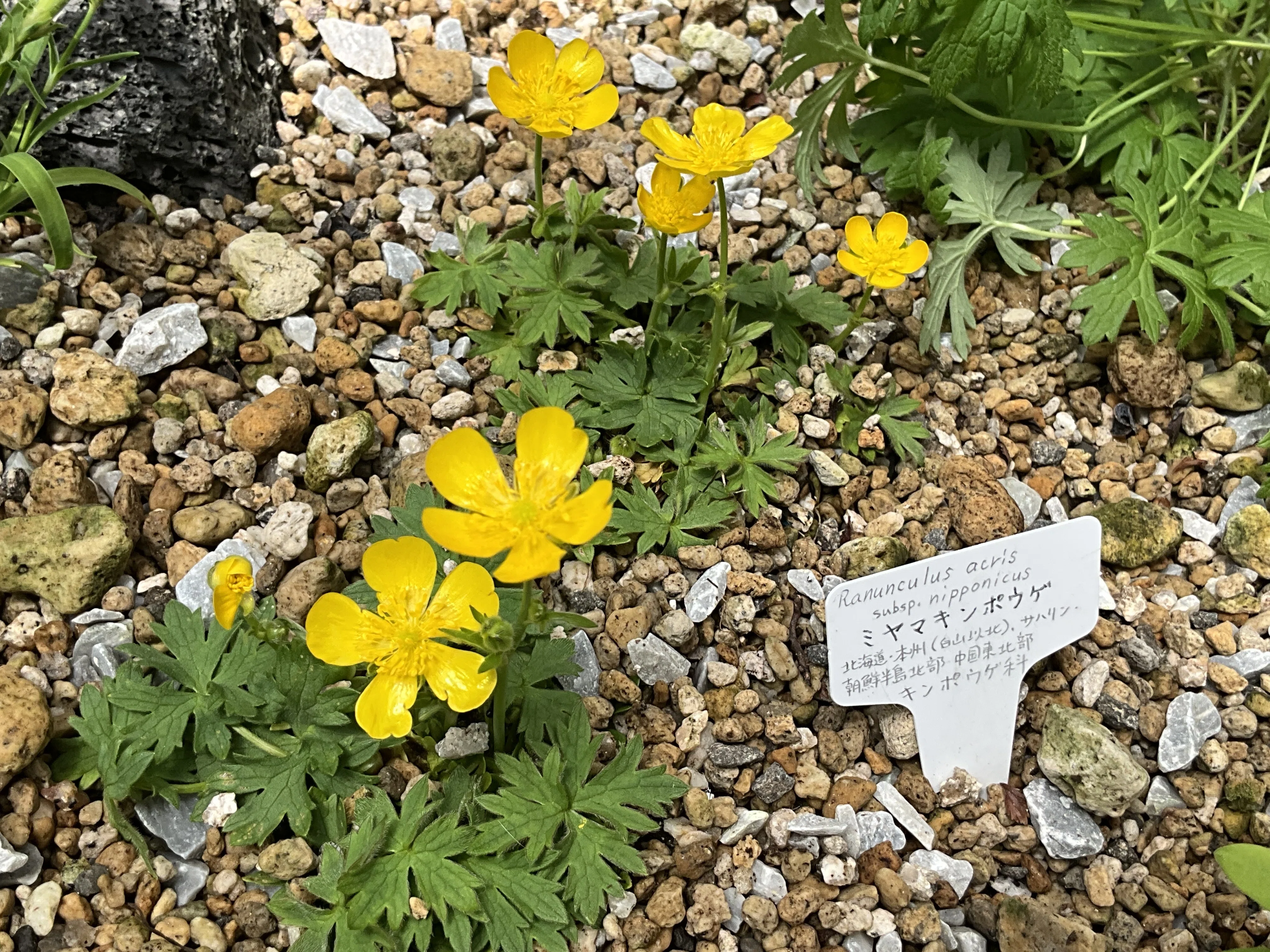 ミヤマキンポウゲ（京都府立植物園）：2026年5月12日（火）｜藤井秀昭
