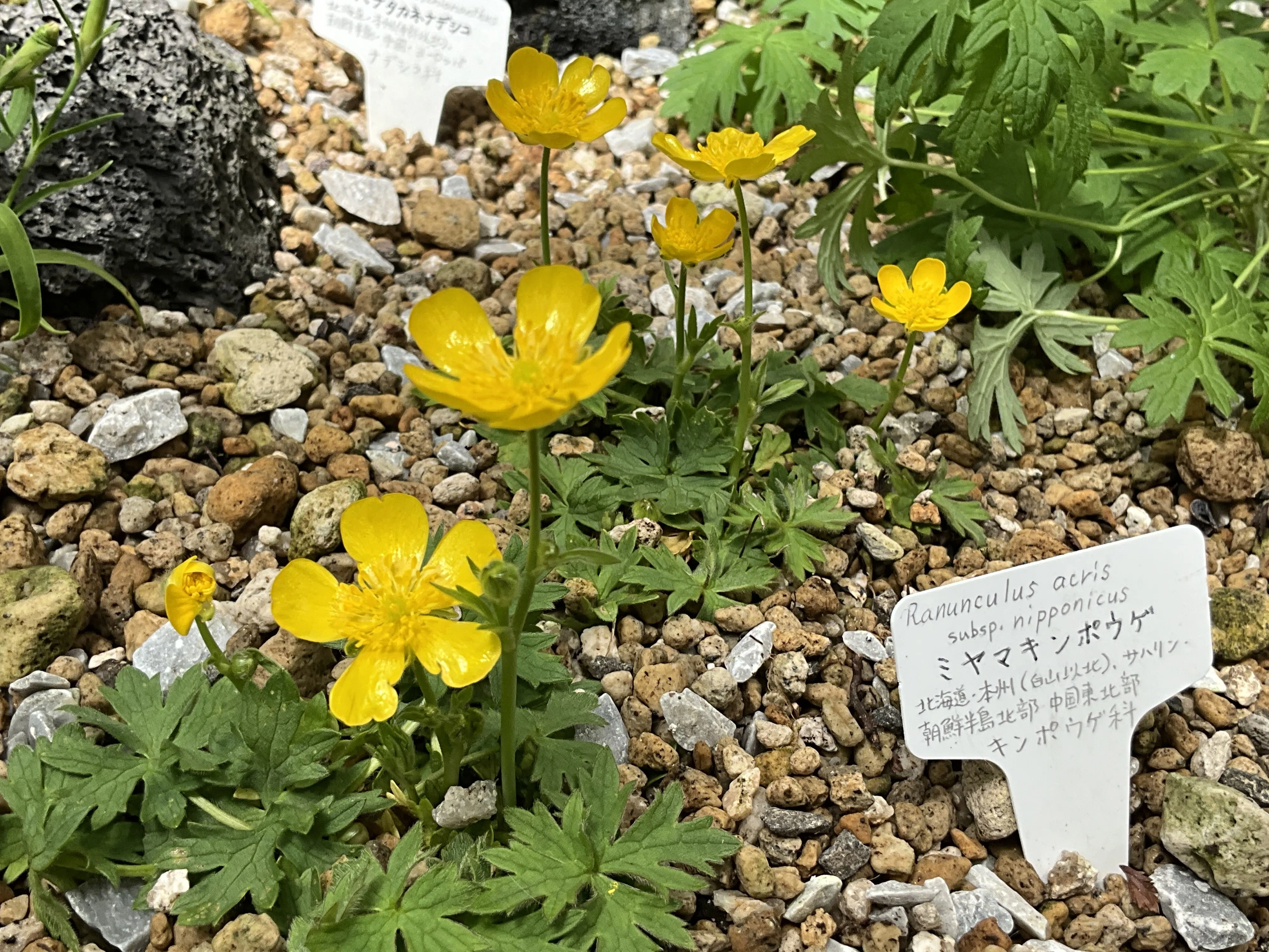 ミヤマキンポウゲ(京都府立植物園):2026年5月12日(火)|藤井秀昭 ミヤマキンポウゲ(京都府立植物園):2026年5月12日(火)|藤井秀昭