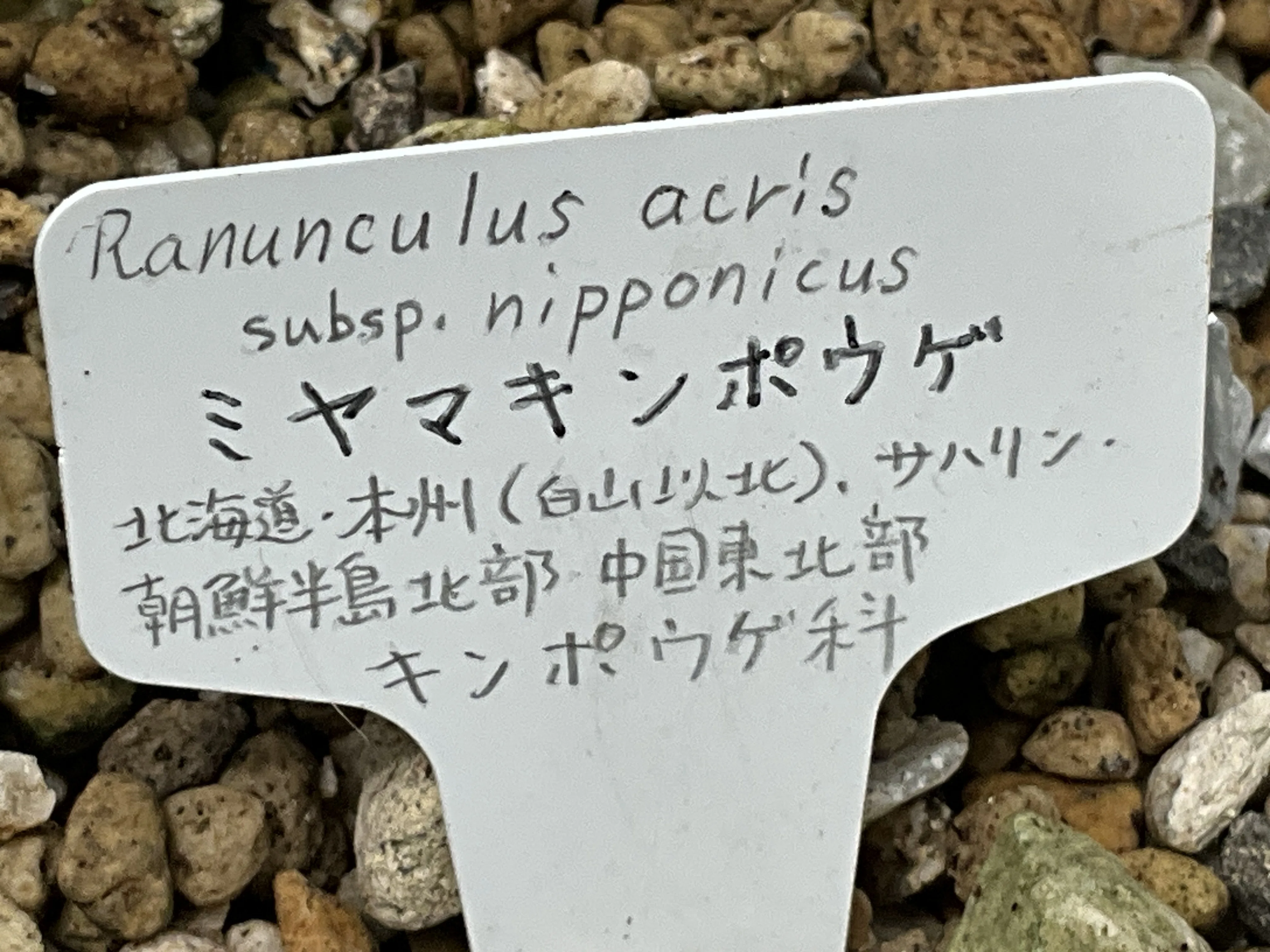 ミヤマキンポウゲ（京都府立植物園）：2026年5月12日（火）｜藤井秀昭