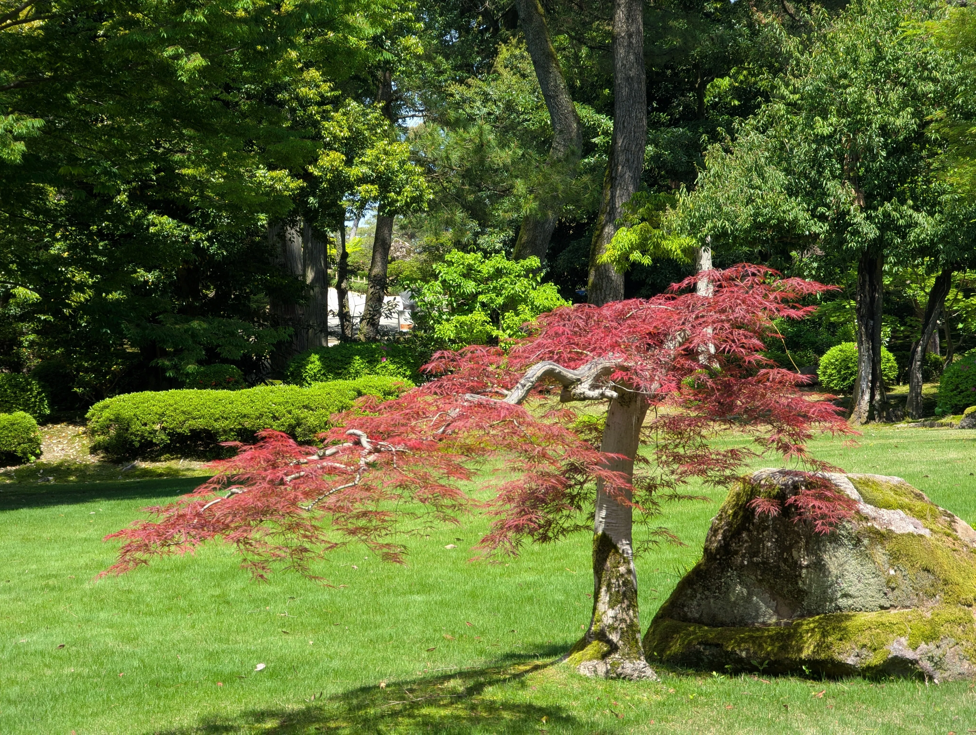 その他 red tree Best Time to Visit] The Identity of That Red Tree Seen in