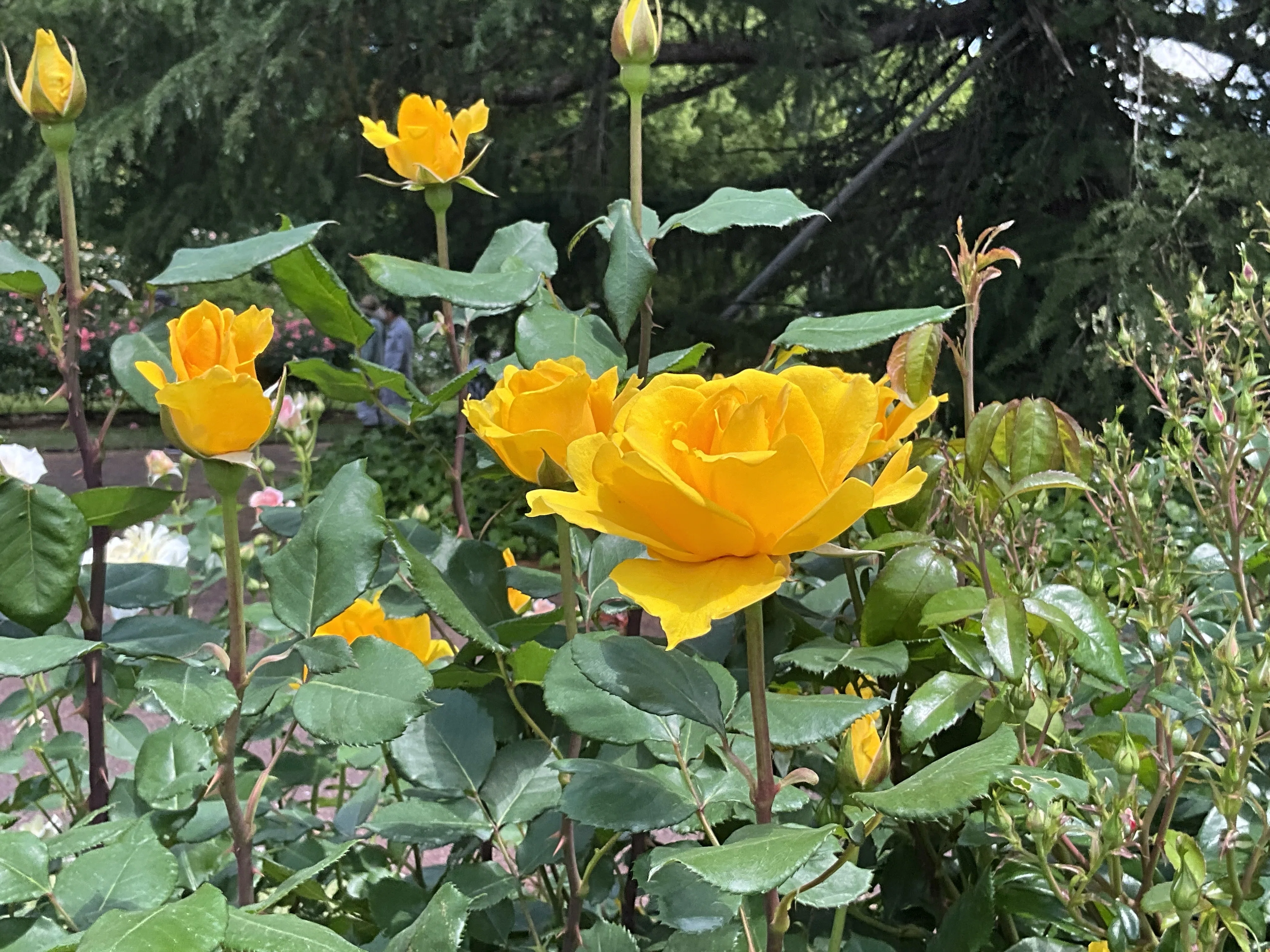 レモン・アンド・ジンジャー（京都府立植物園）：2026年5月9日（土