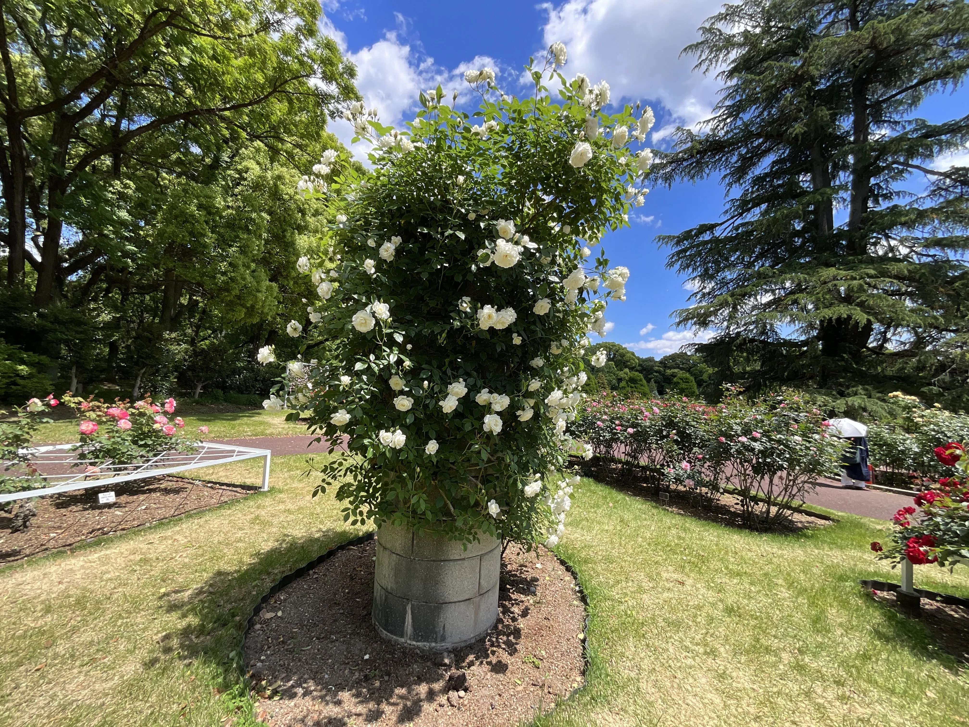 つるアイスバーグ（京都府立植物園）：2026年5月9日（土）｜藤井秀昭