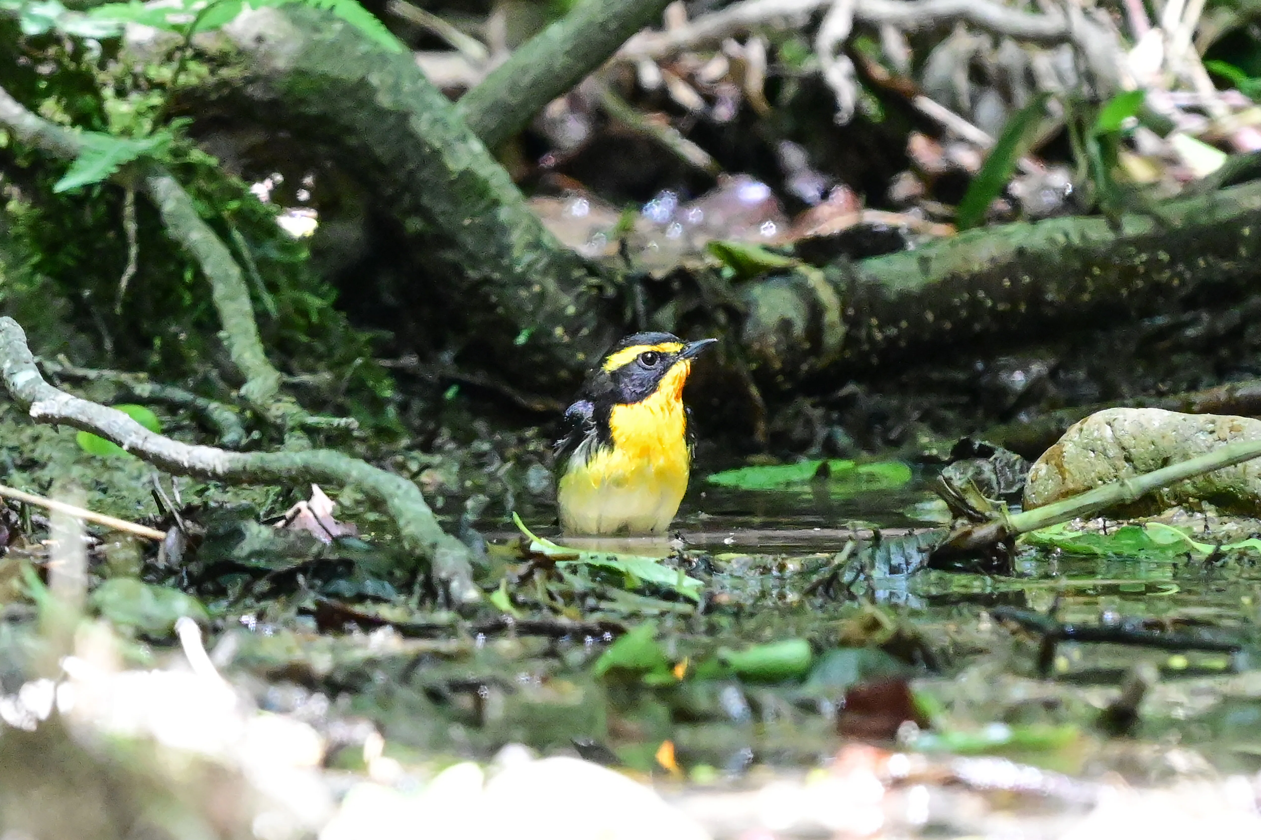 5月9日の鳥活について｜やすひこ