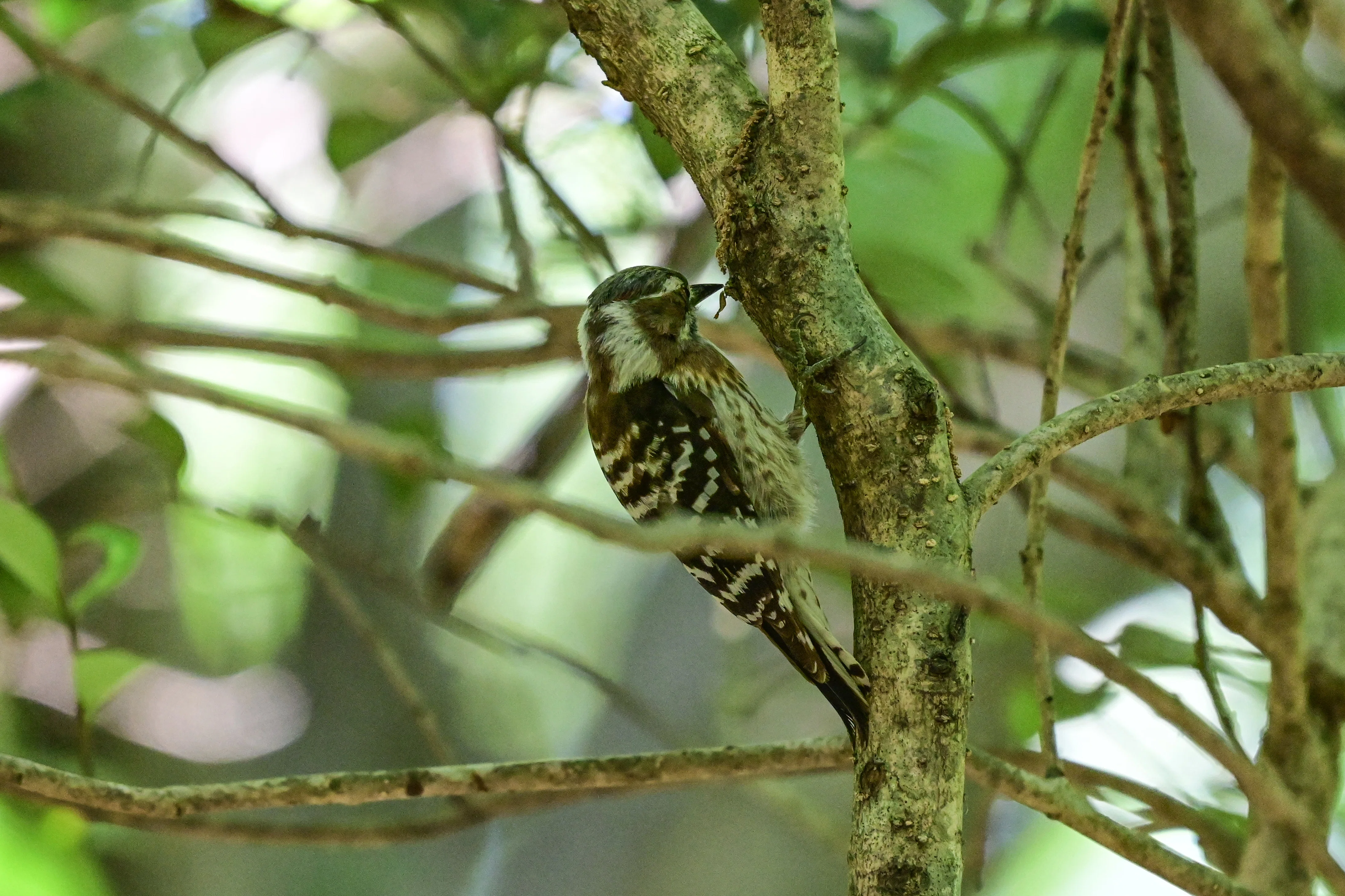5月9日の鳥活について｜やすひこ