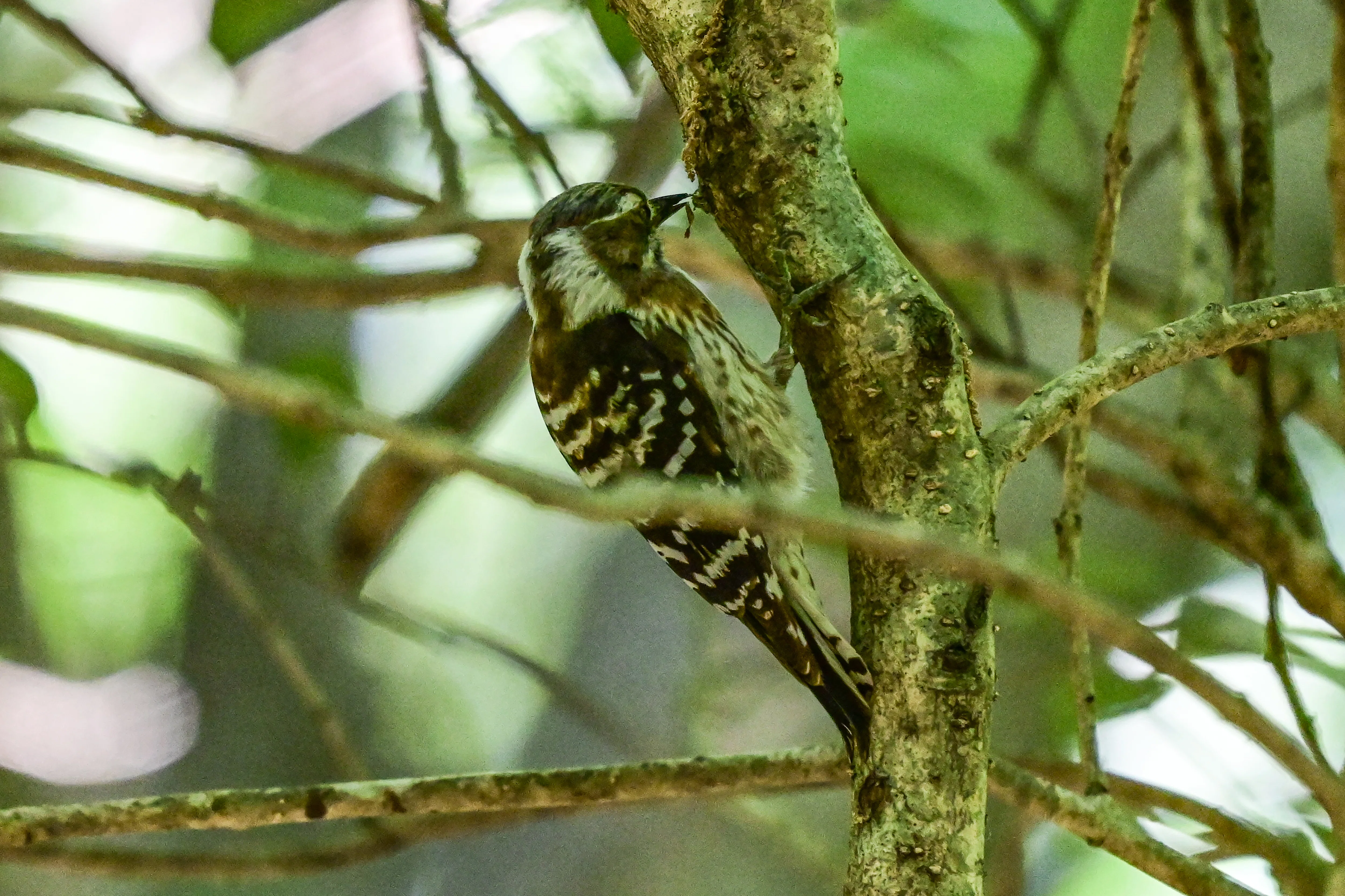 5月9日の鳥活について｜やすひこ
