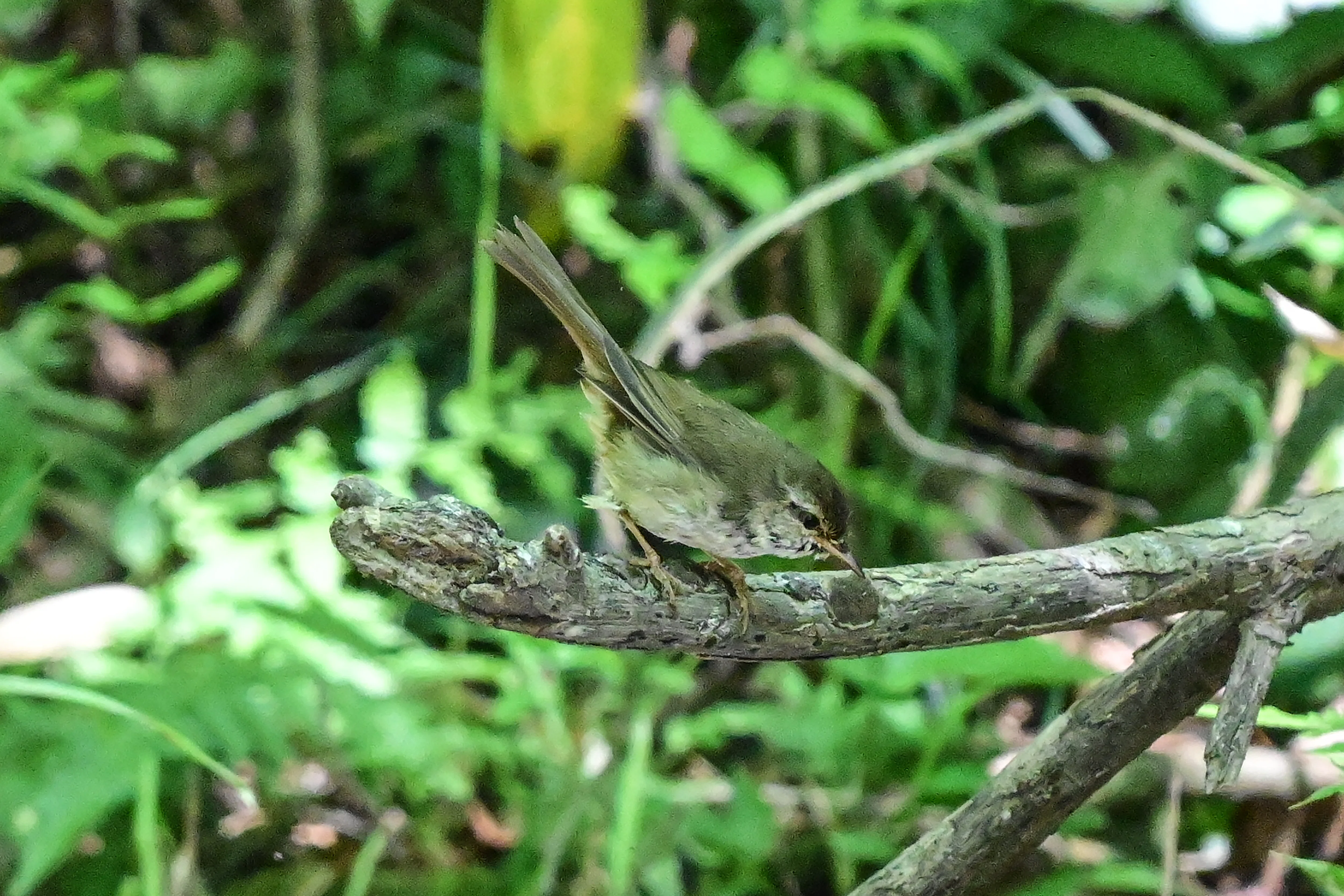 5月9日の鳥活について｜やすひこ