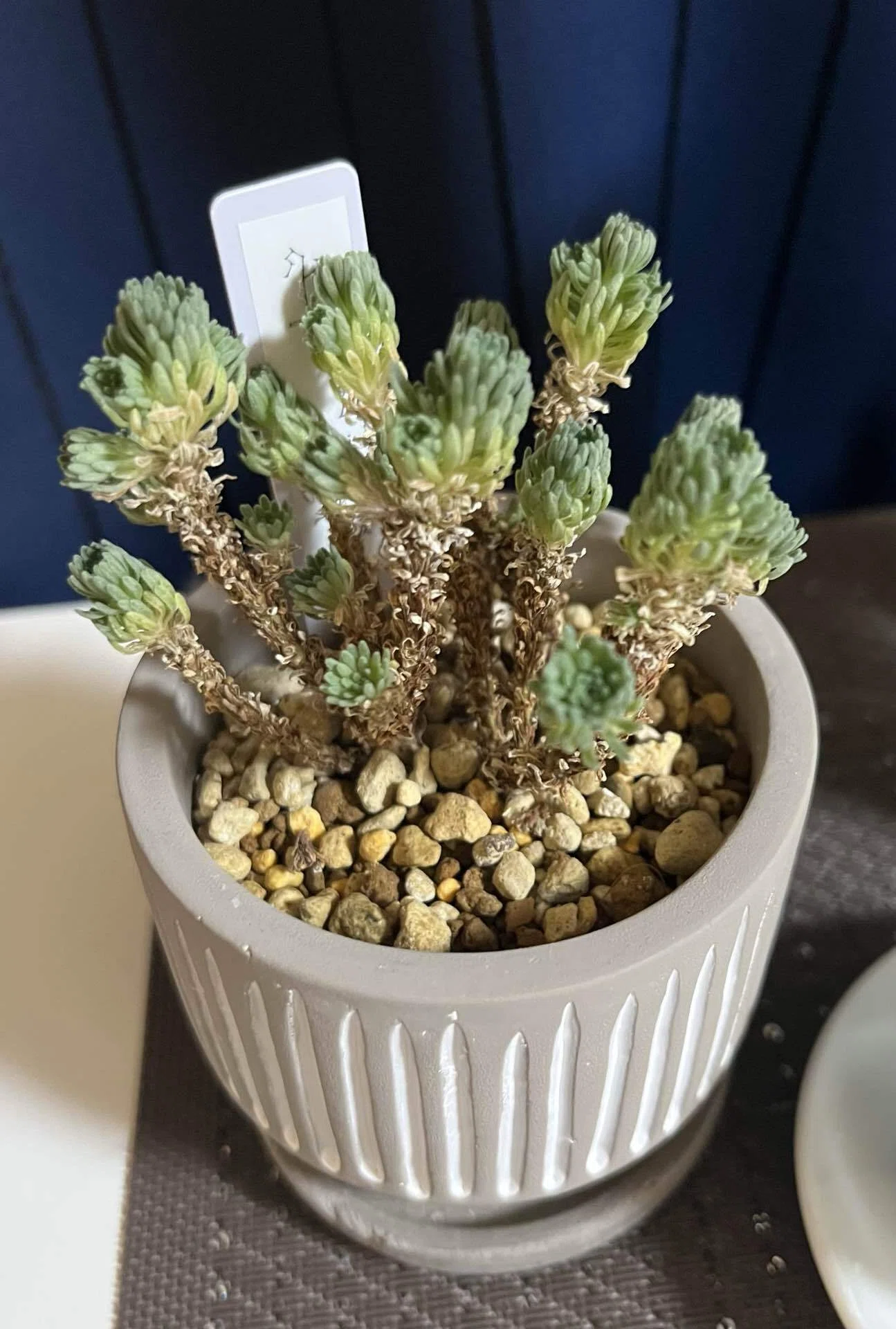 多肉植物が育つ①｜しあわせな街