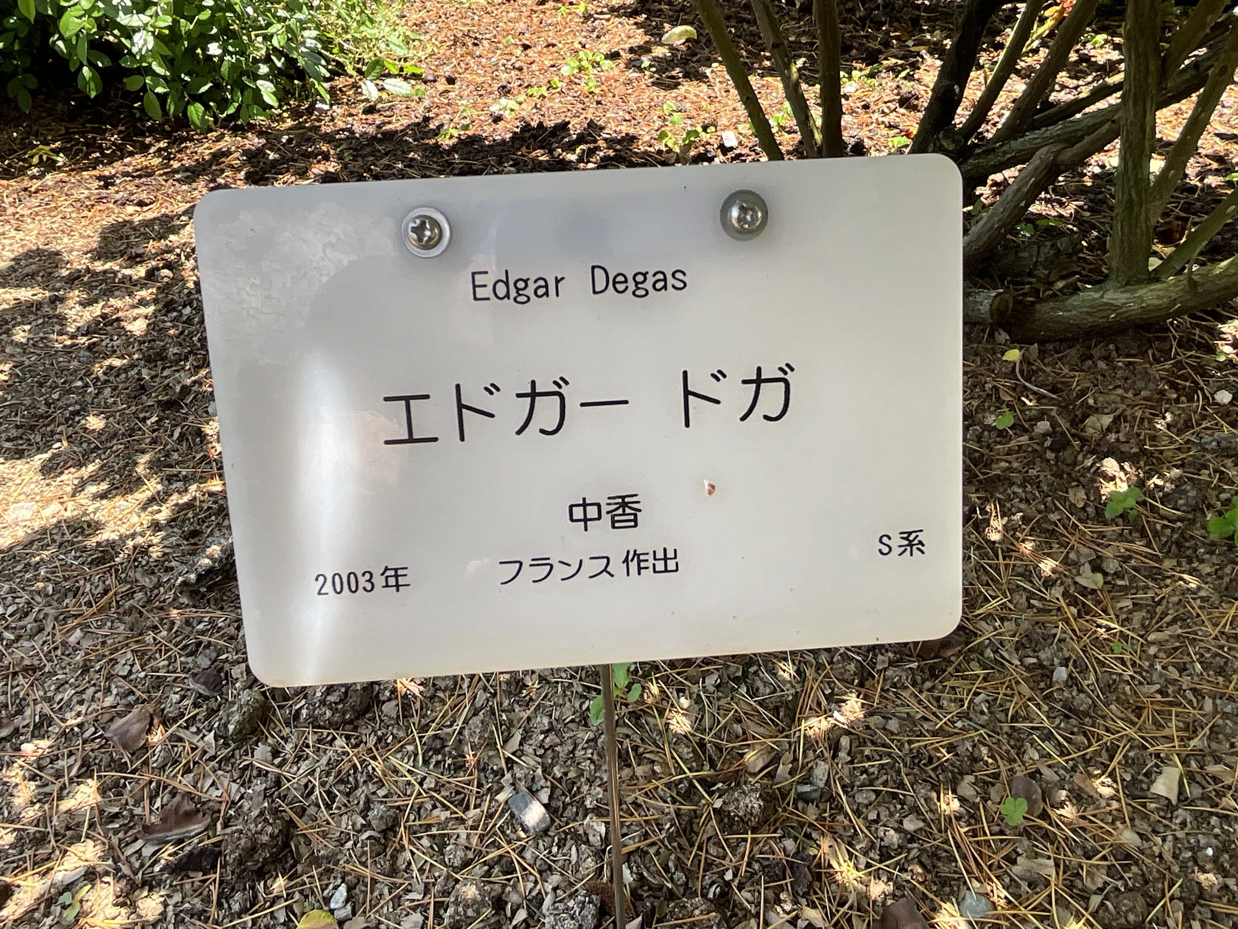 エドガー・ドガ（京都府立植物園）：2026年5月10日（日）｜藤井秀昭