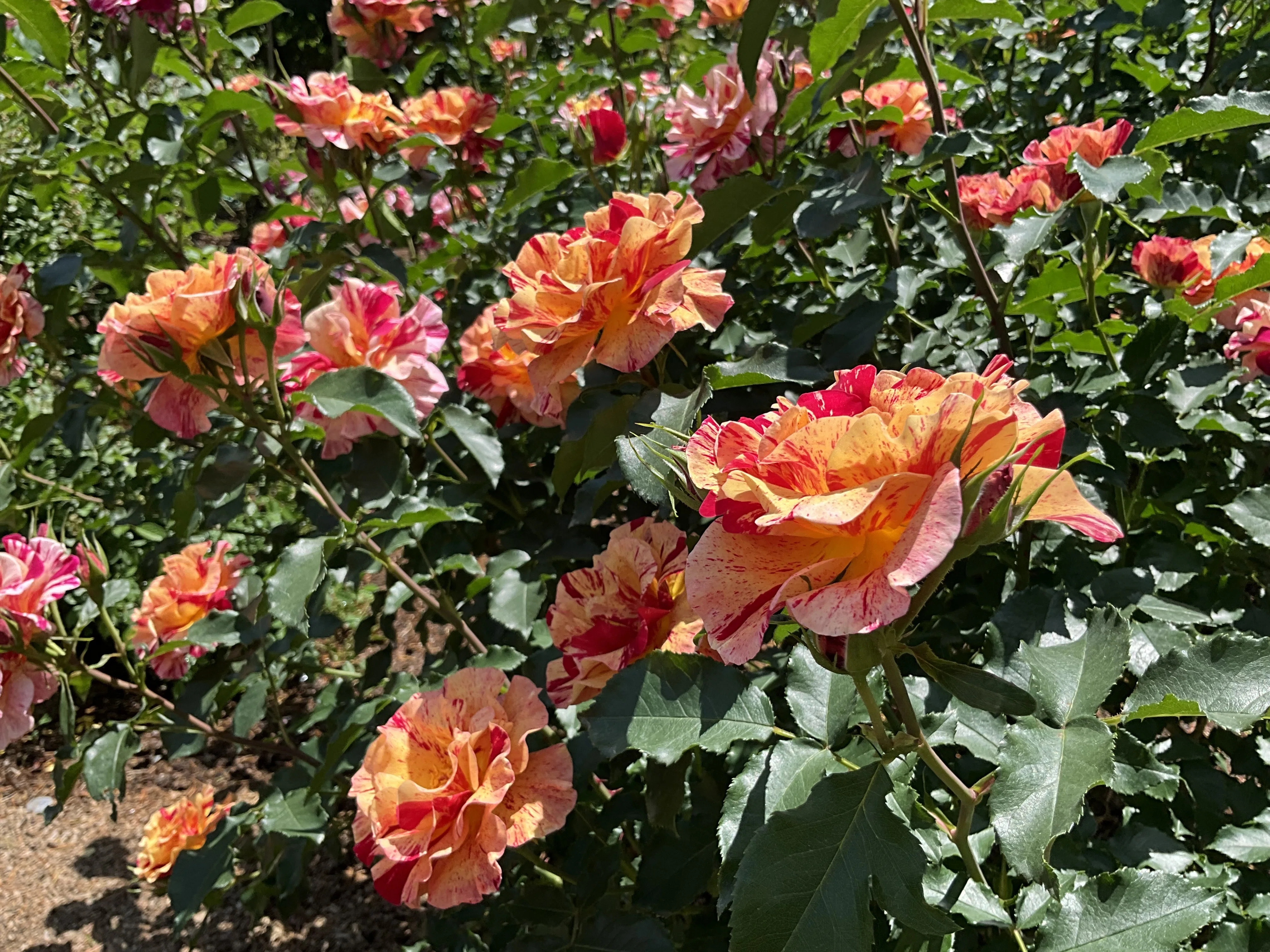 エドガー・ドガ（京都府立植物園）：2026年5月10日（日）｜藤井秀昭