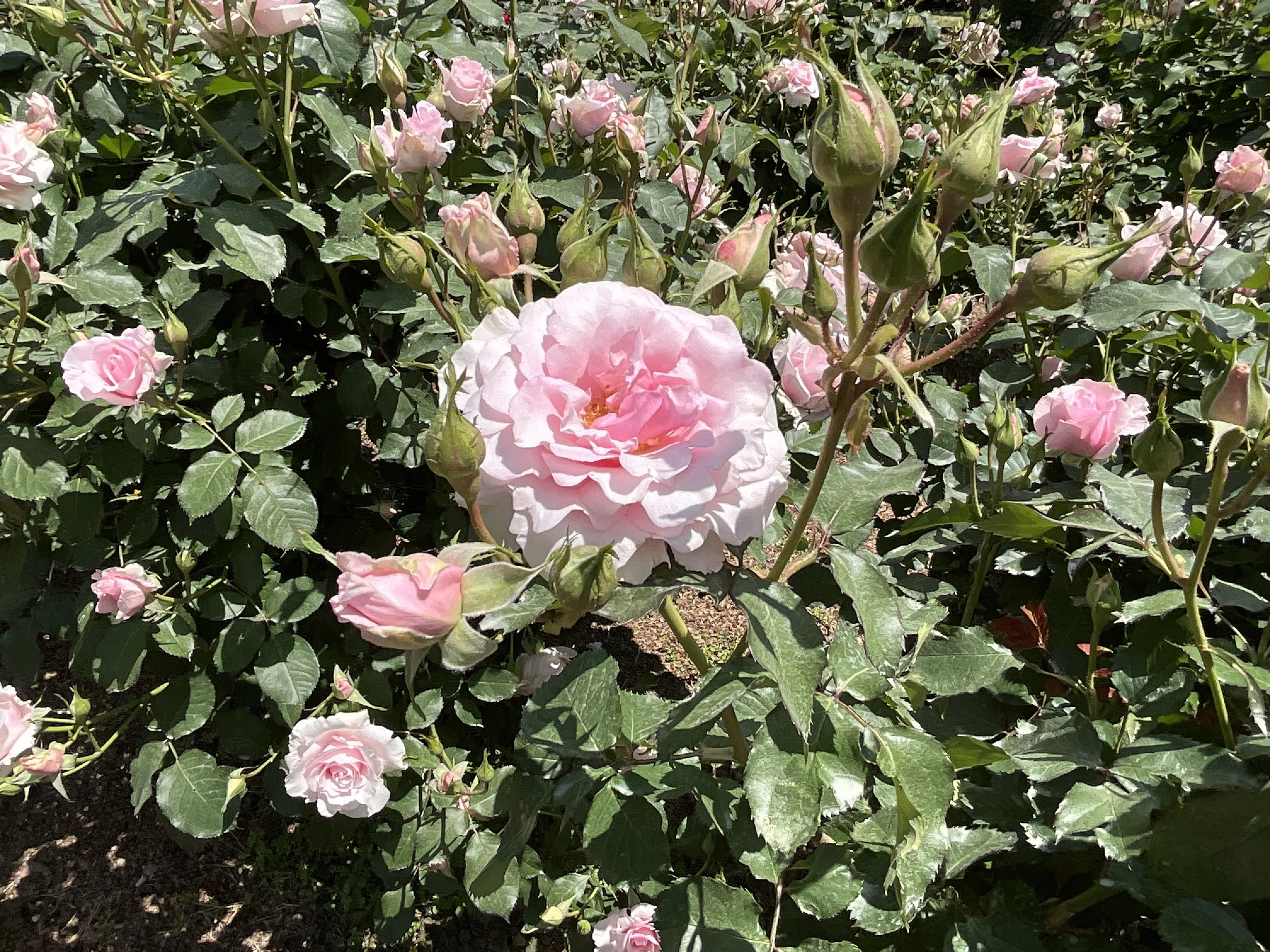 早春（京都府立植物園）：2026年5月9日（土）｜藤井秀昭（『京都居候