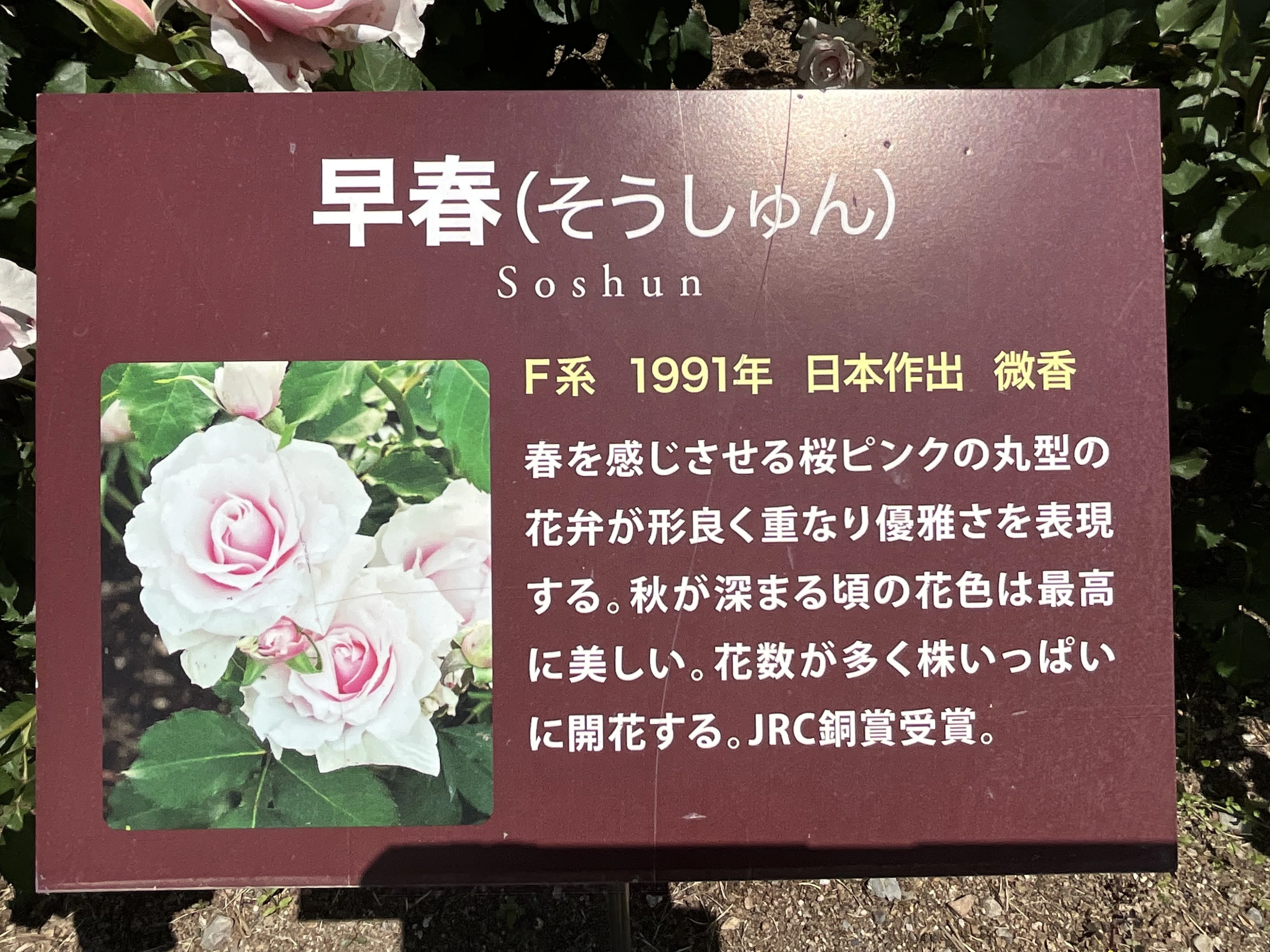 早春（京都府立植物園）：2026年5月9日（土）｜藤井秀昭（『京都居候