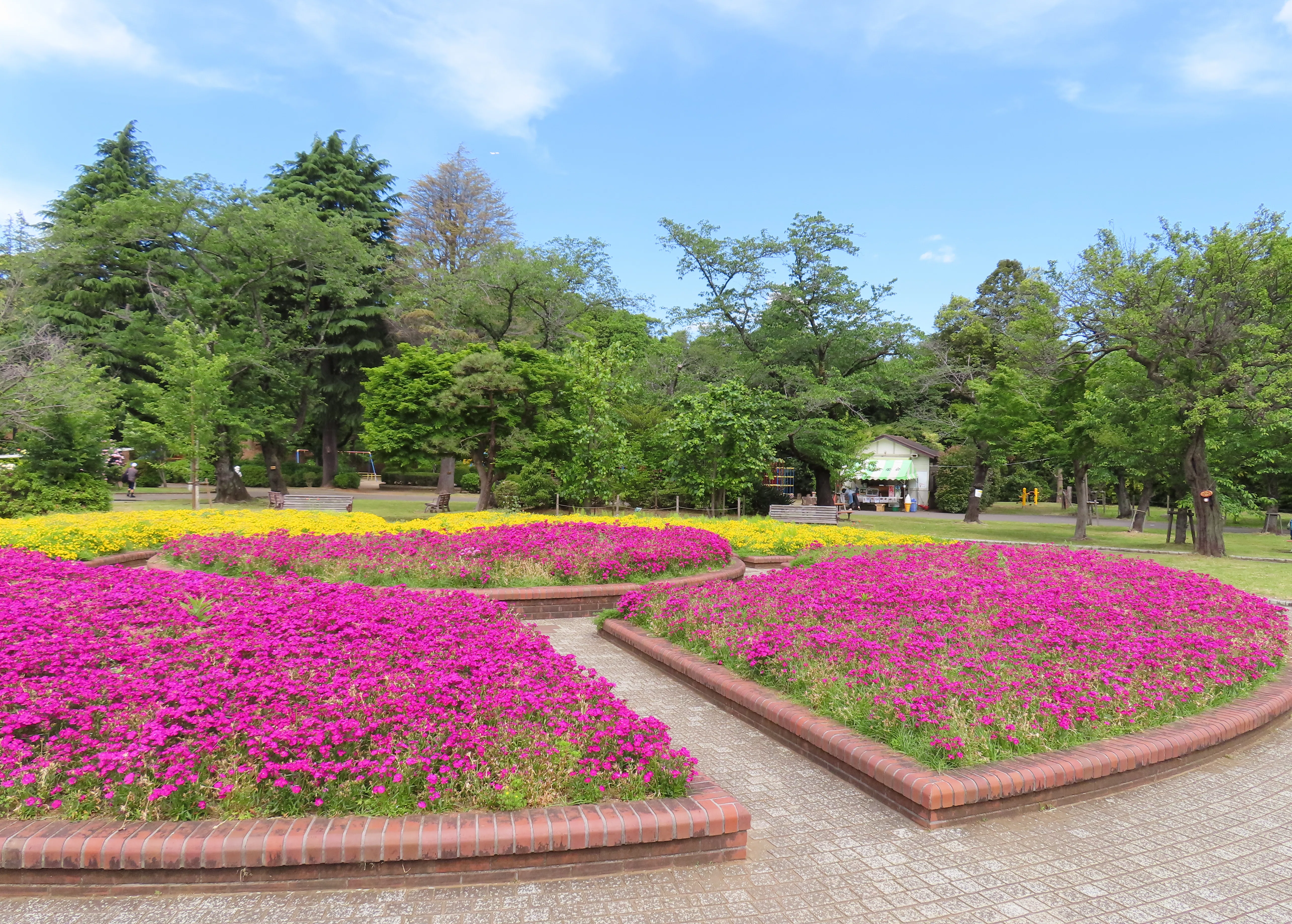 2026初夏 薔薇を見に行きました｜水虎