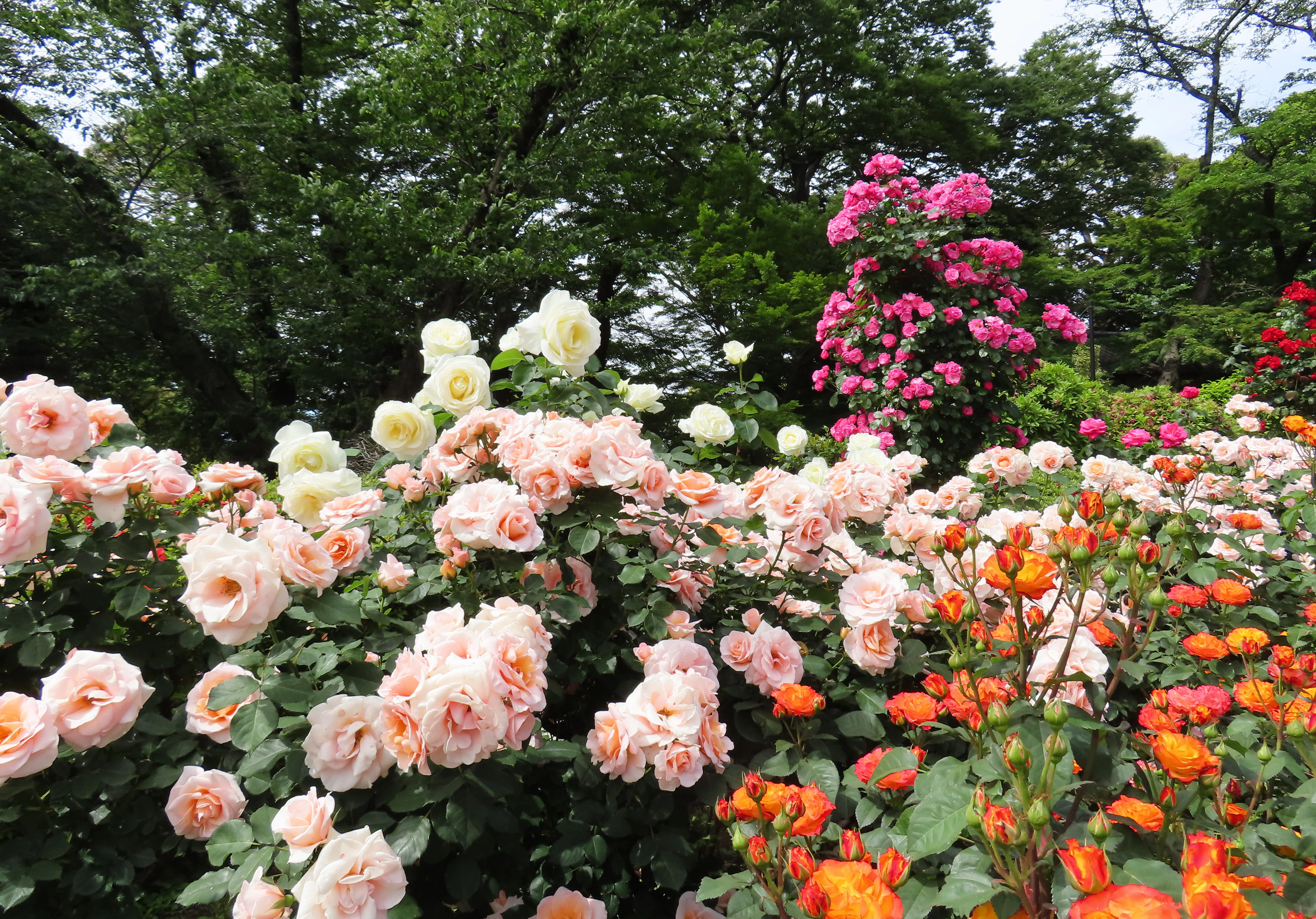 2026初夏 薔薇を見に行きました｜水虎