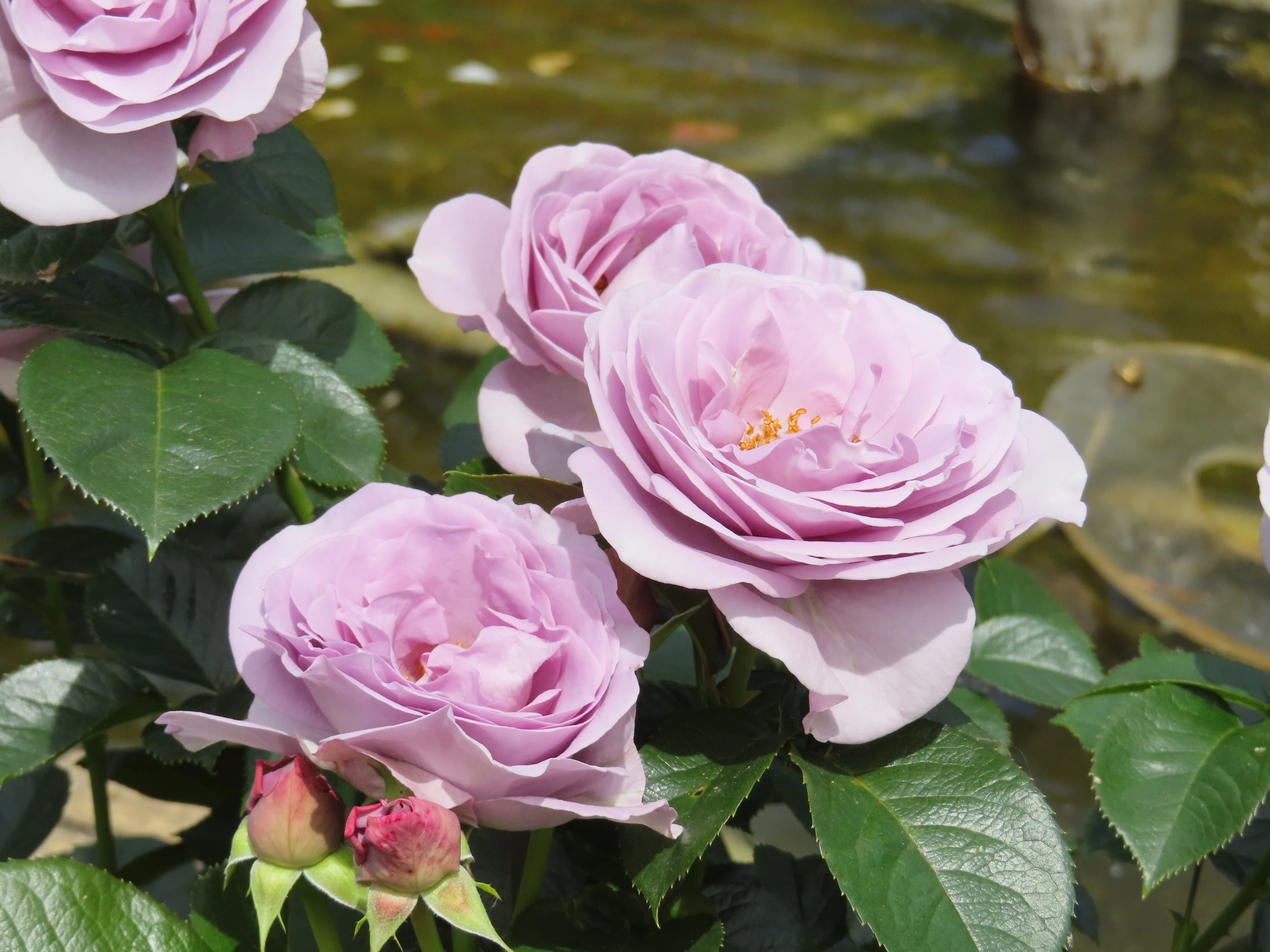 2026初夏 薔薇を見に行きました｜水虎