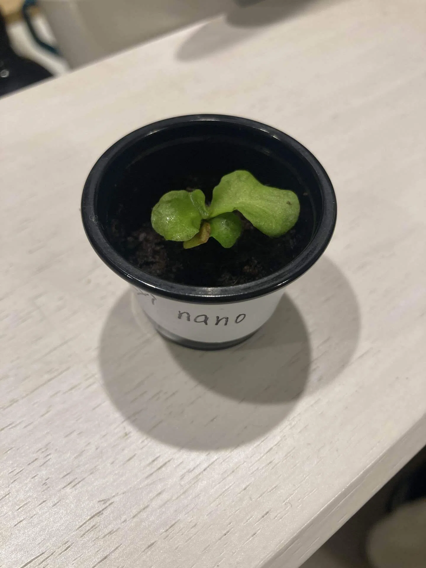 なぜウチのアガベはアロエになるのか？GWに購入した植物の話｜ナダツ