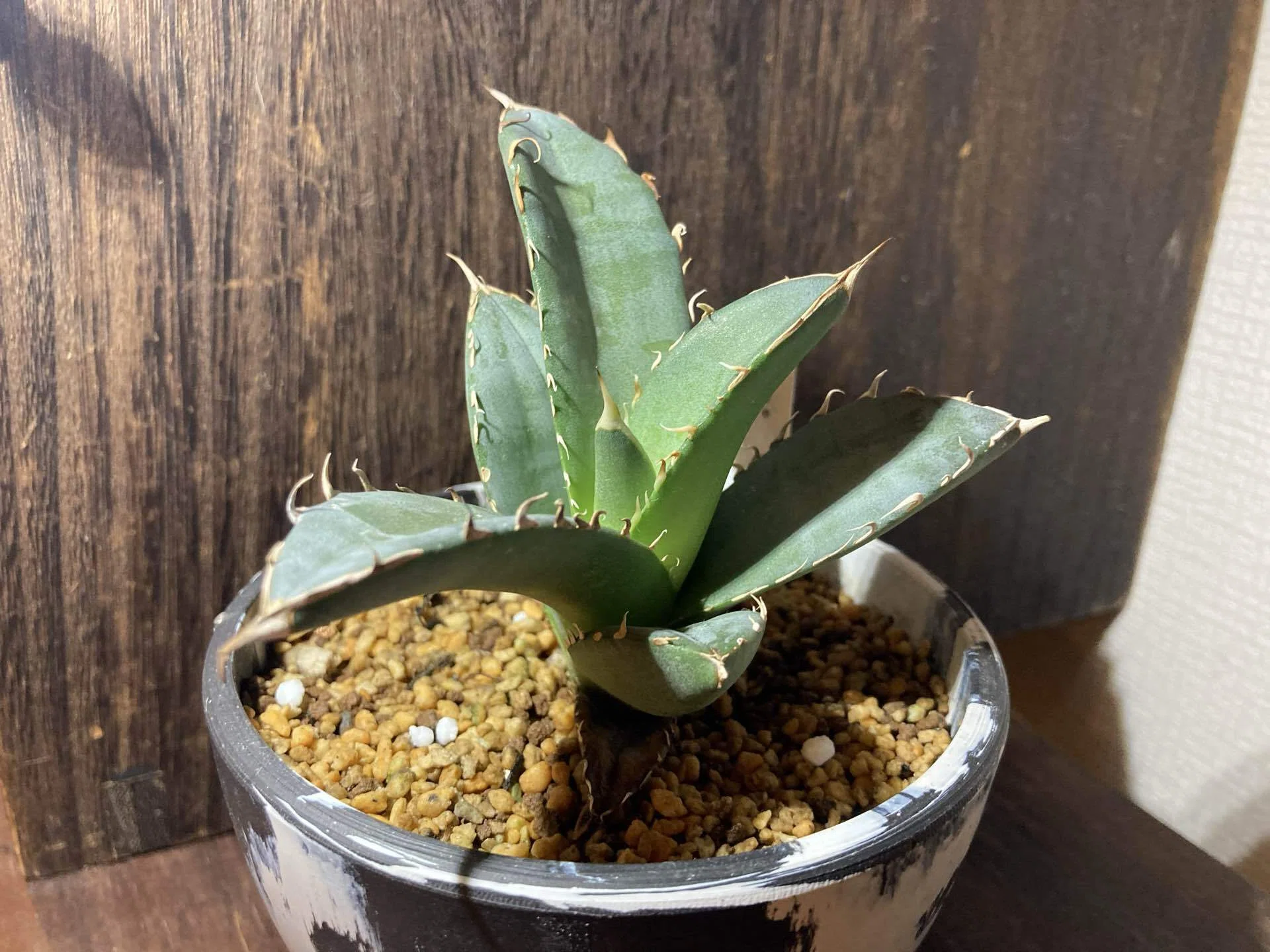 なぜウチのアガベはアロエになるのか？GWに購入した植物の話｜ナダツ