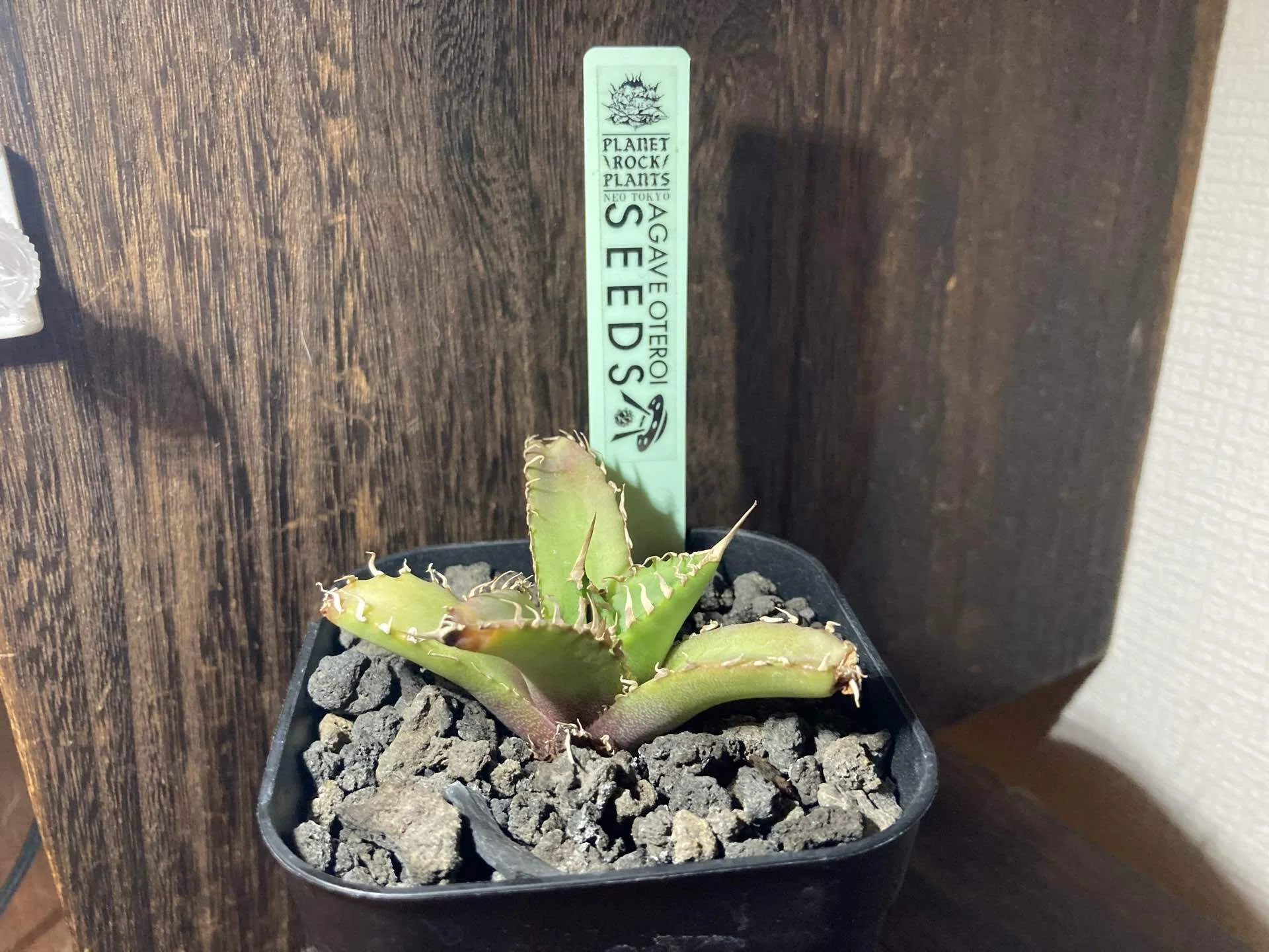 なぜウチのアガベはアロエになるのか？GWに購入した植物の話｜ナダツ