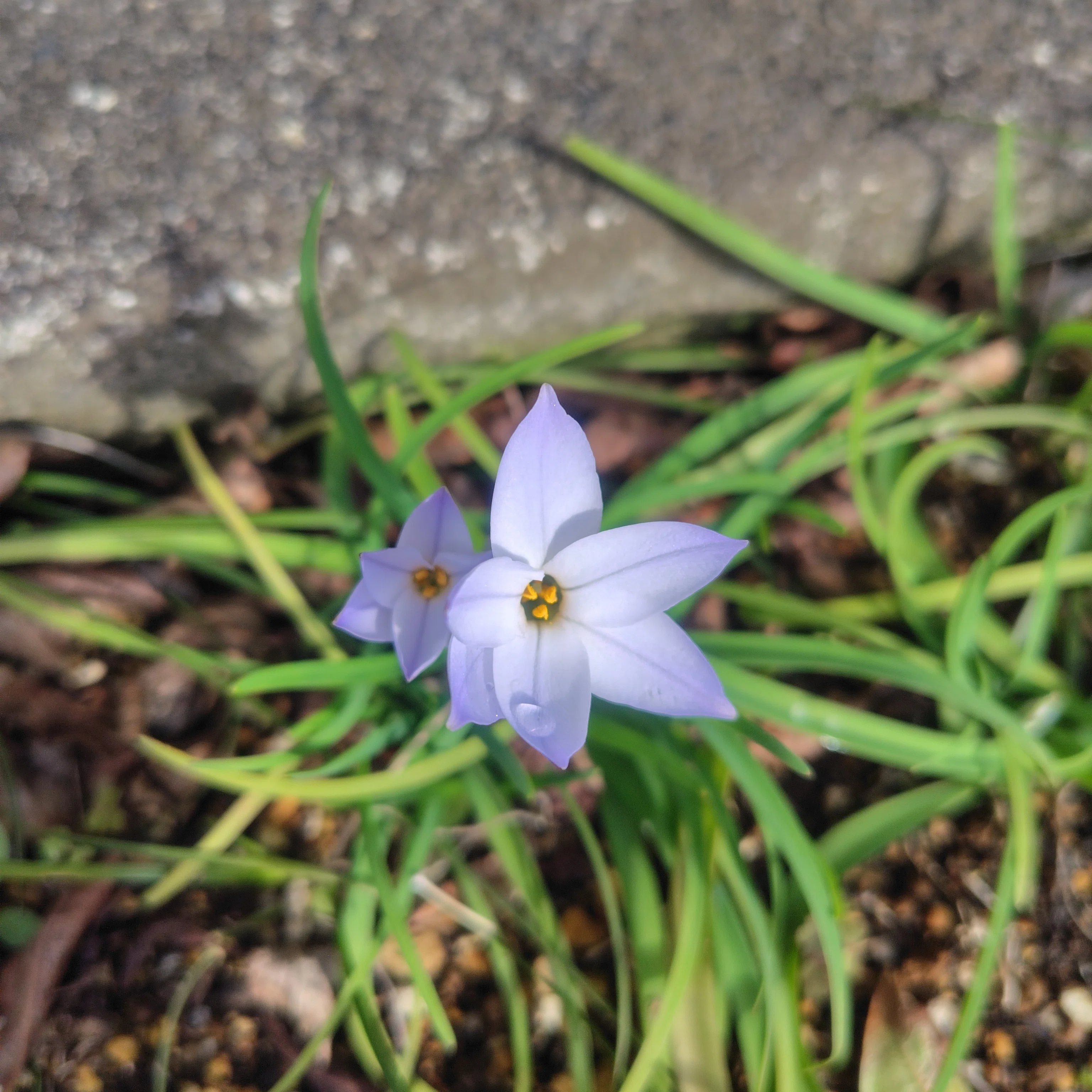 麦わら色に蝶や草花　小紋 藍色の地に白く浮かび上がる 蝶×草花縞模様 草花模様 伊勢加多小紋