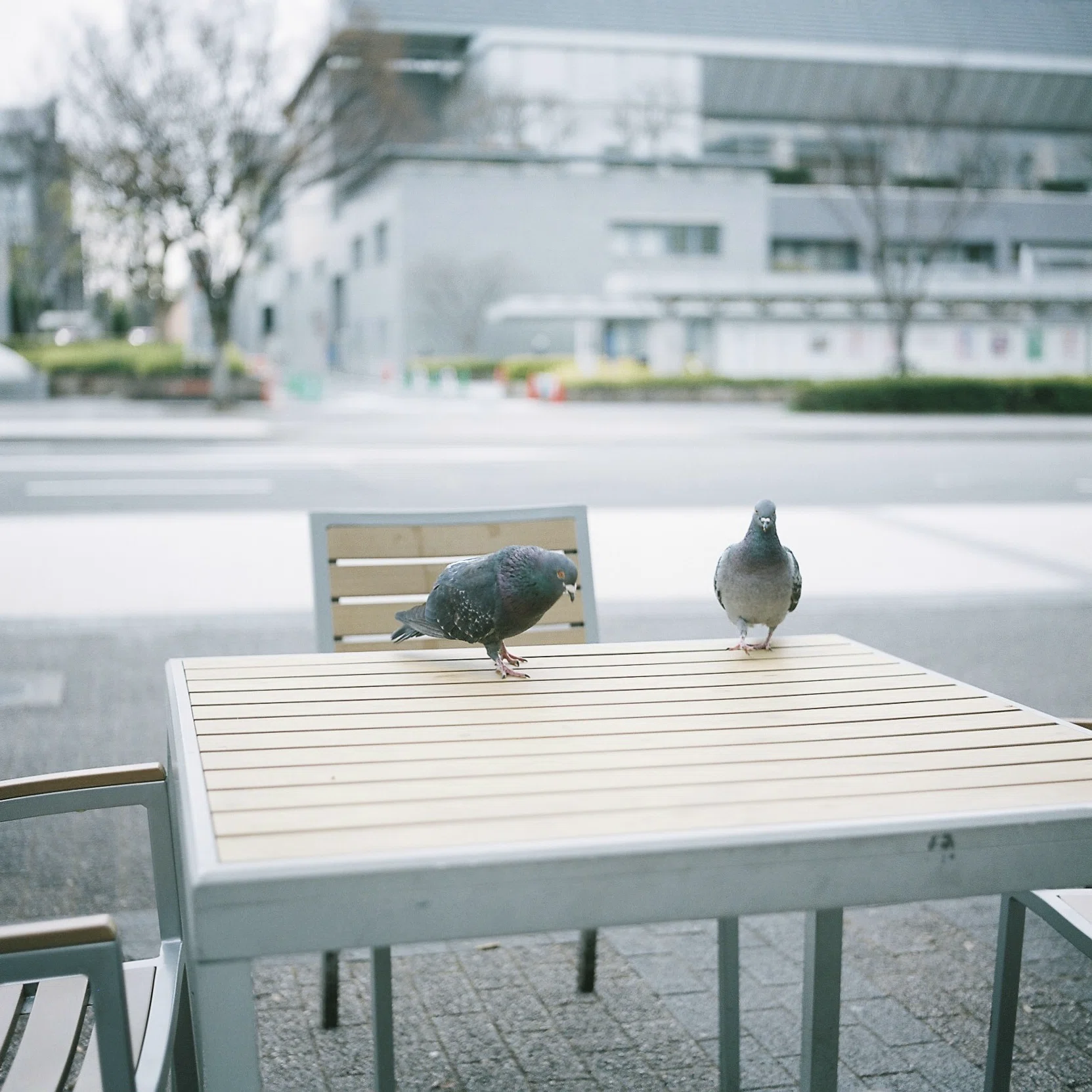 Minolta AUTOCORDと散歩2【二眼レフ】【中判フィルム】｜yugesun
