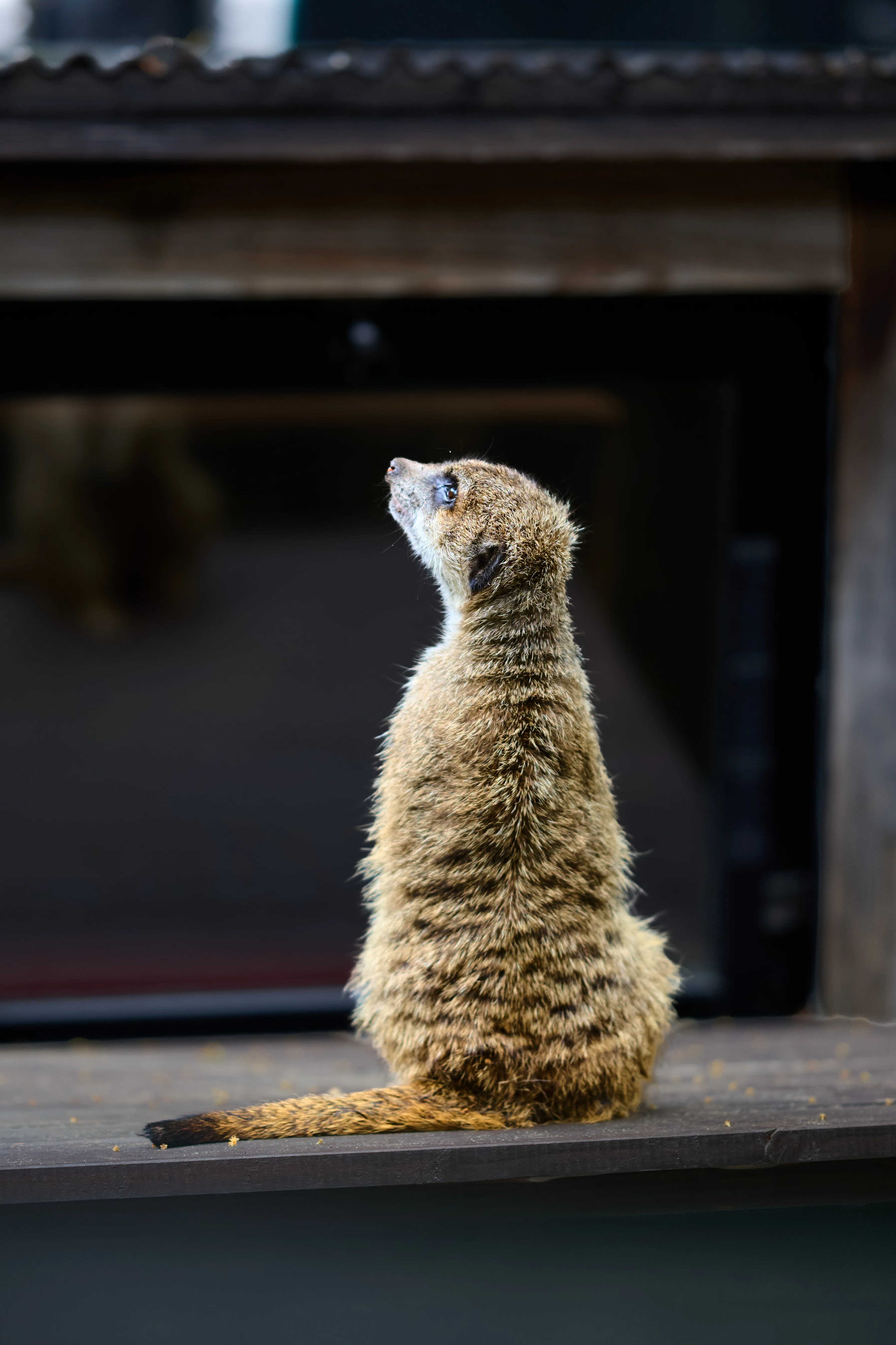 撮影記】上野動物園に行ってきました+RAW現像してみました｜鷗亭瑞樂