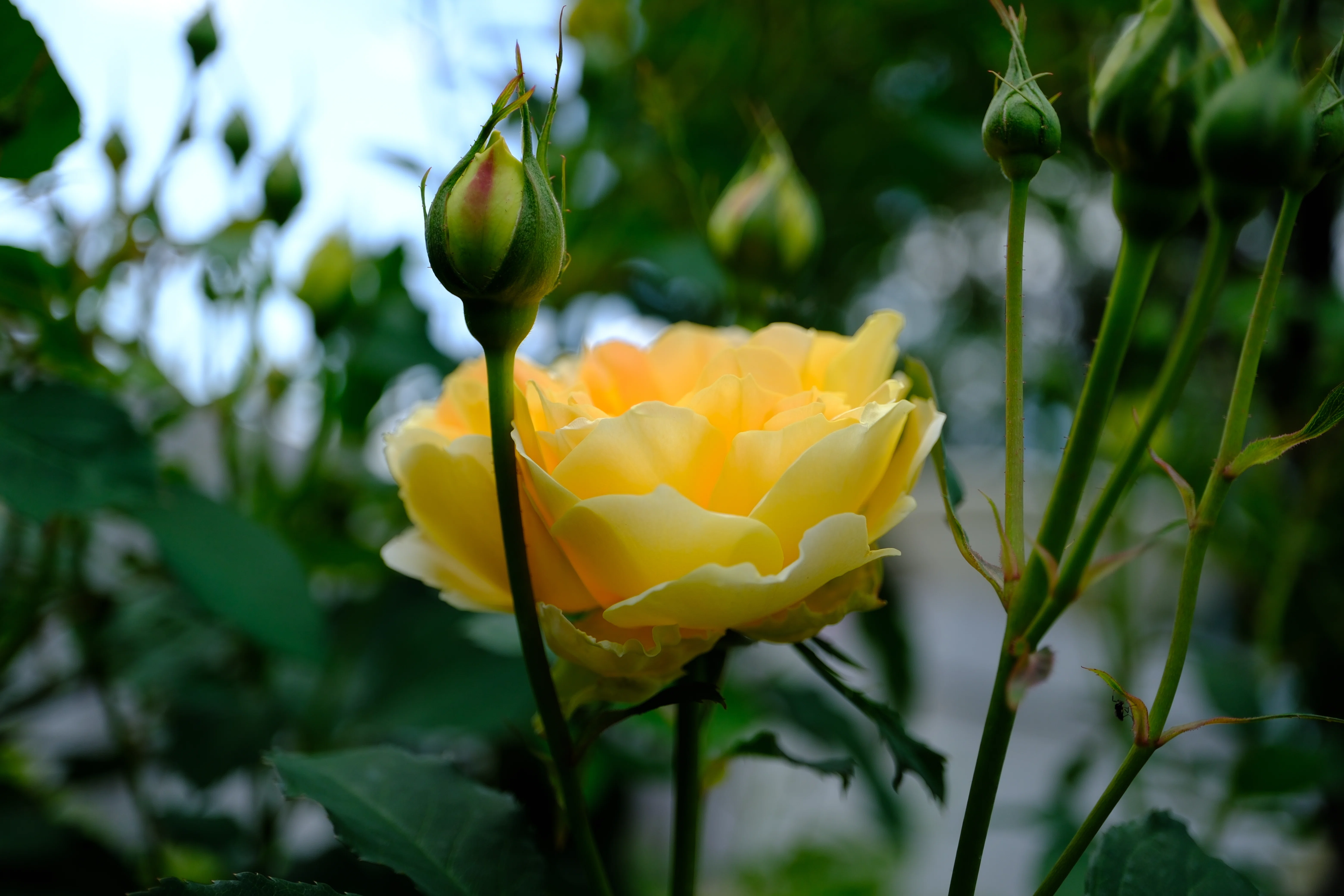 📷X-T30III × 🌹中之島バラ園 ｜ 🇬🇧モリニュー｜ぱぽにゃん🌹薔薇を