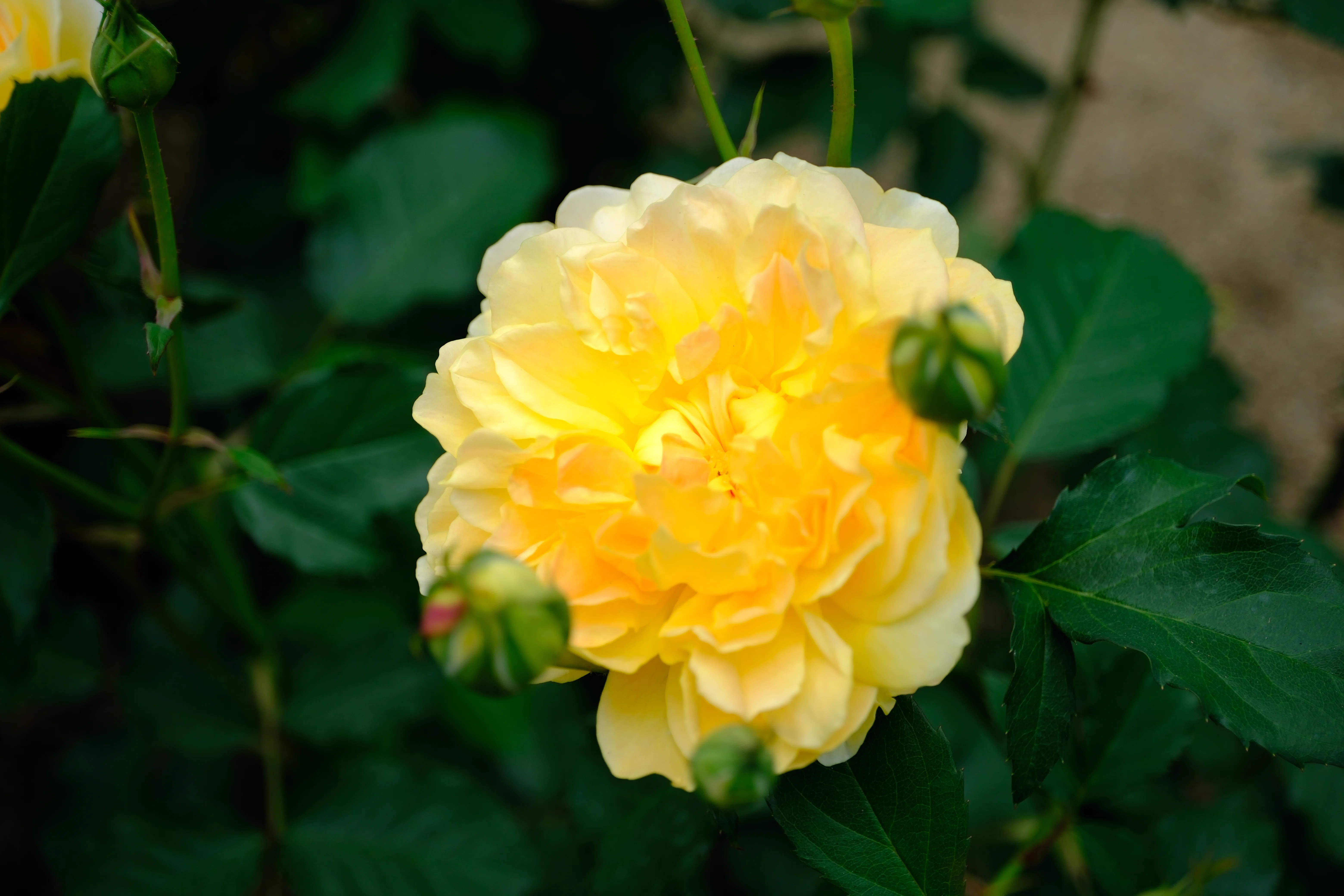 📷X-T30III × 🌹中之島バラ園 ｜ 🇬🇧モリニュー｜ぱぽにゃん🌹薔薇を