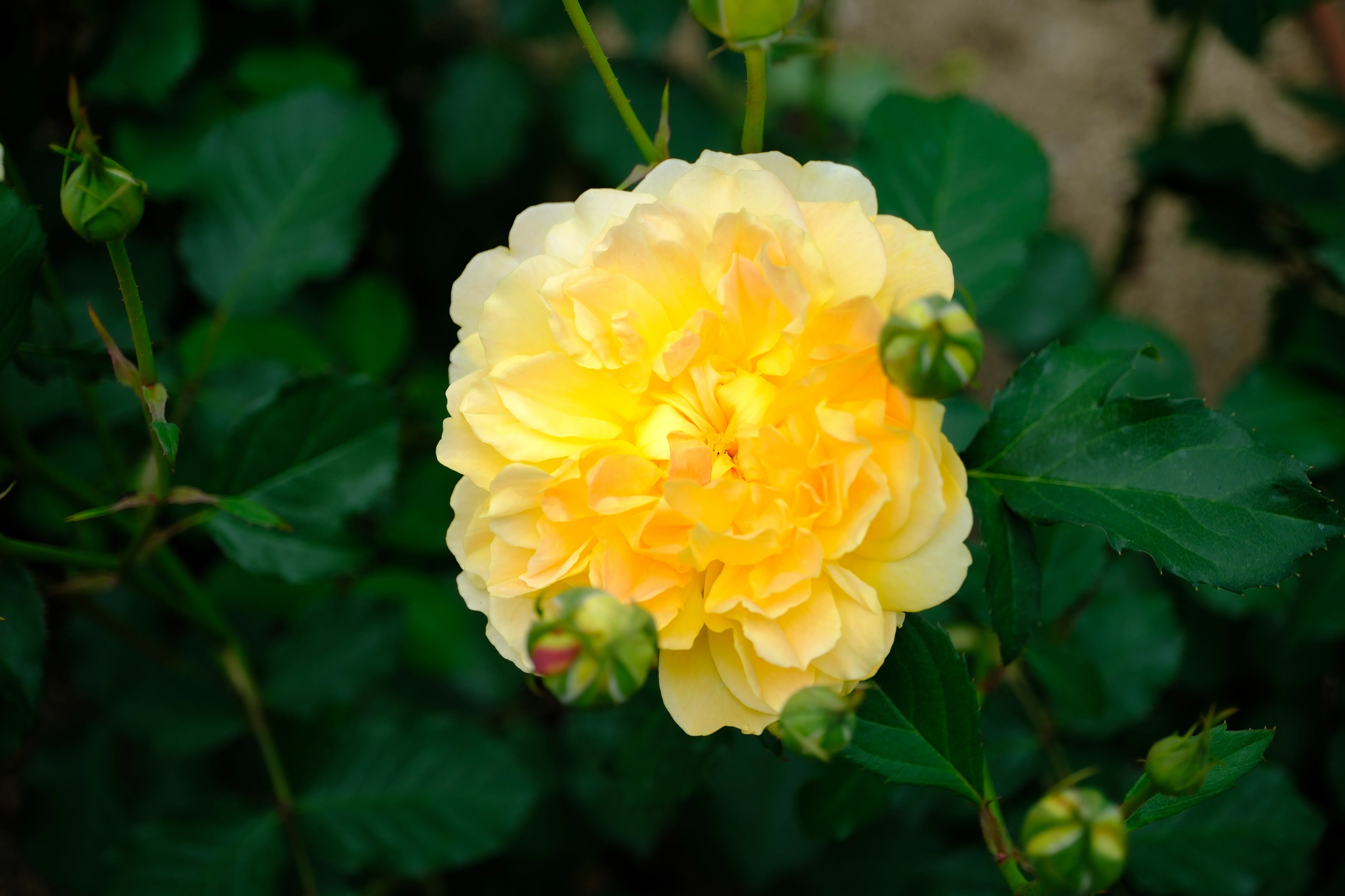 玫瑰全景 📷X-T30III × 🌹Nakanoshima Rose Garden | 🇬🇧Molineux｜ぱぽにゃん🌹🌳