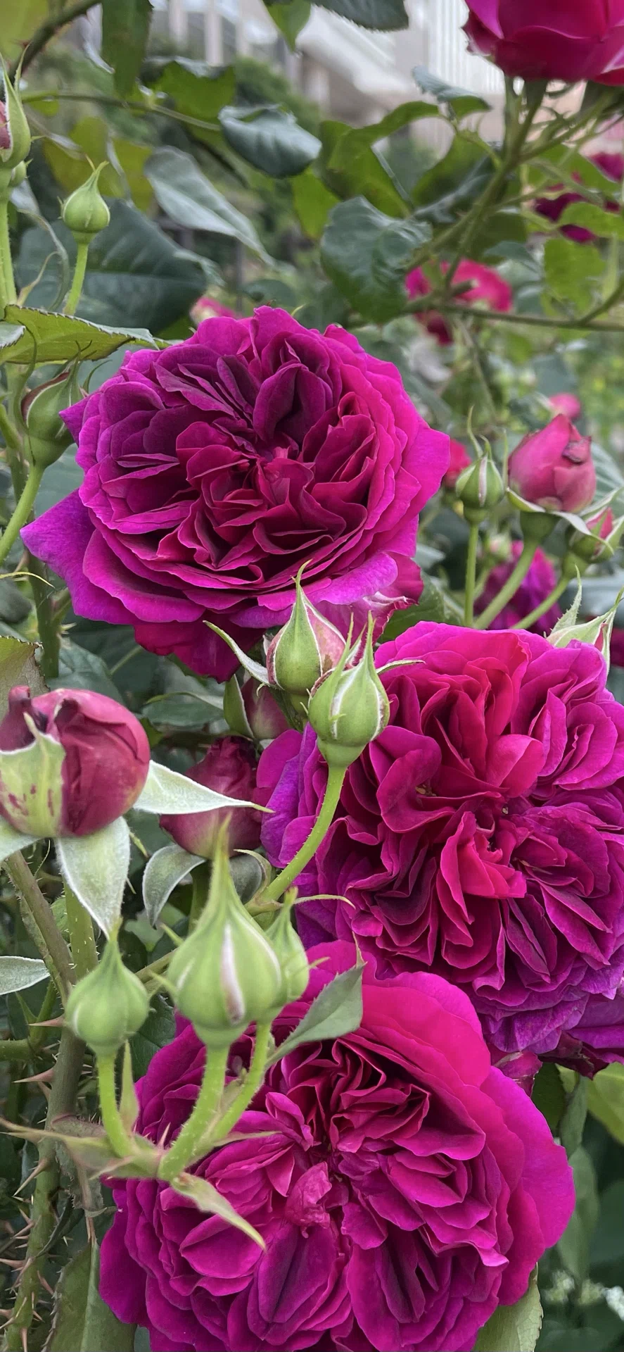 5/9 牡丹と薔薇｜しの まゆこ