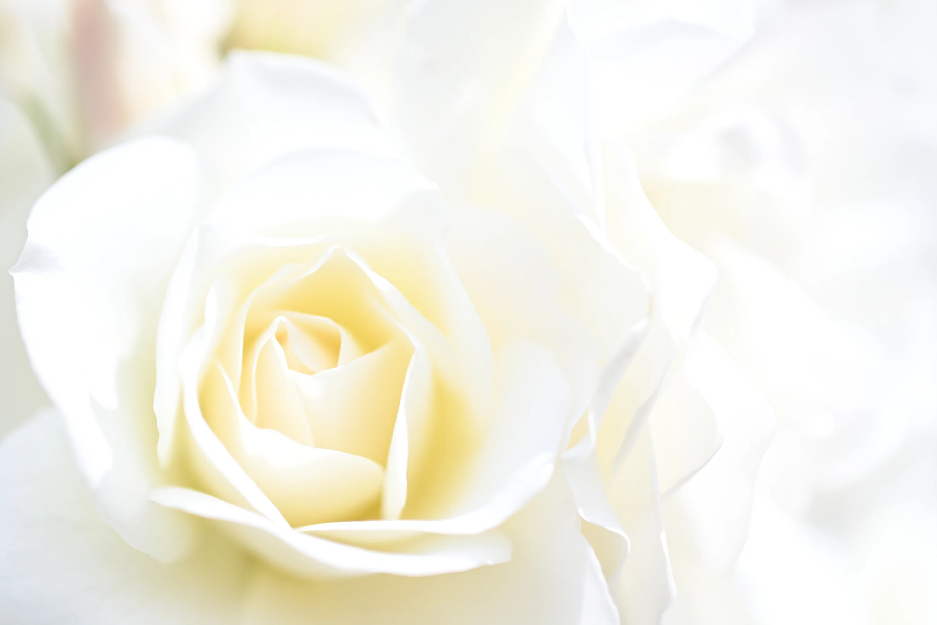恒例の薔薇写真2026。｜鹿野がんこ