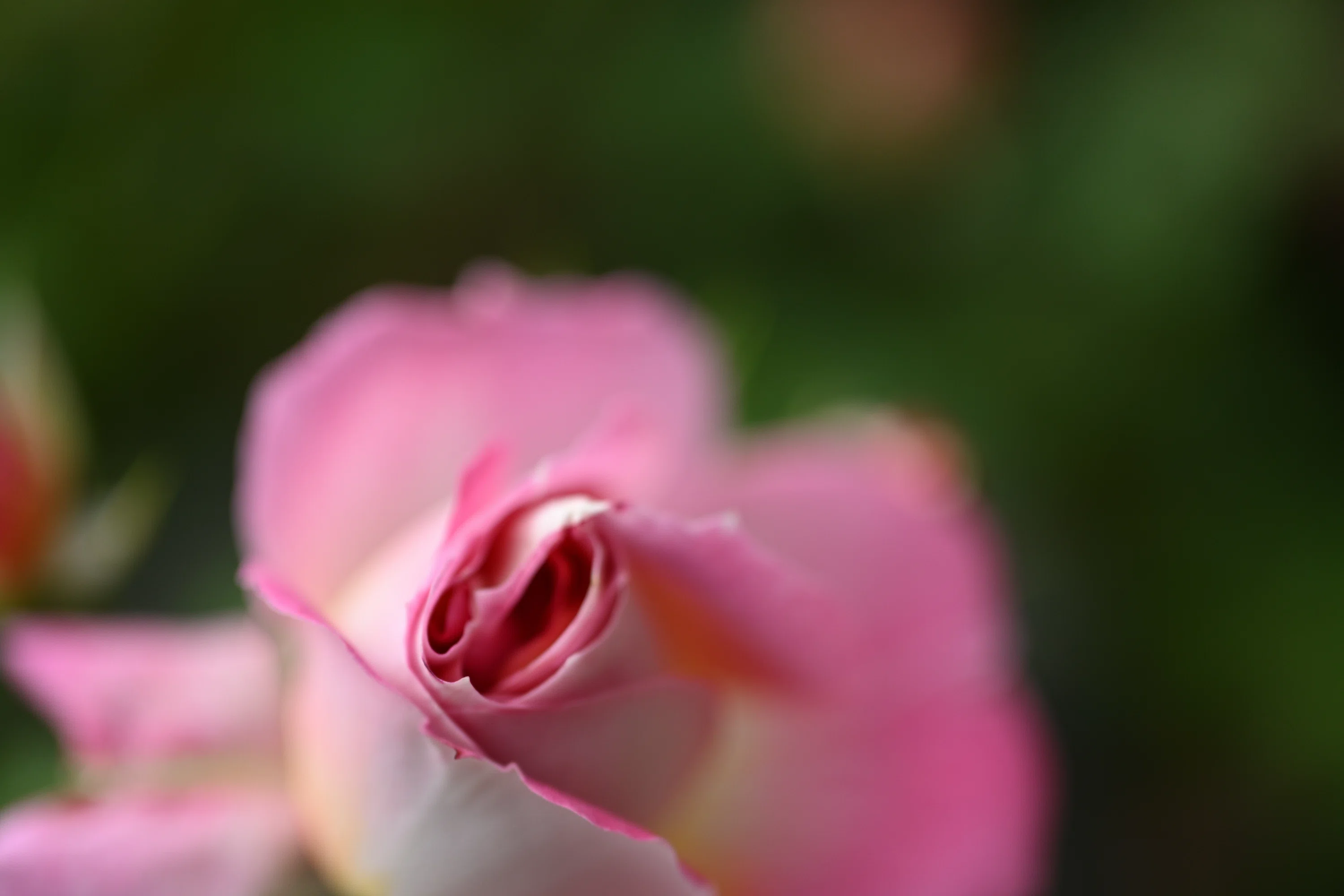 恒例の薔薇写真2026。｜鹿野がんこ