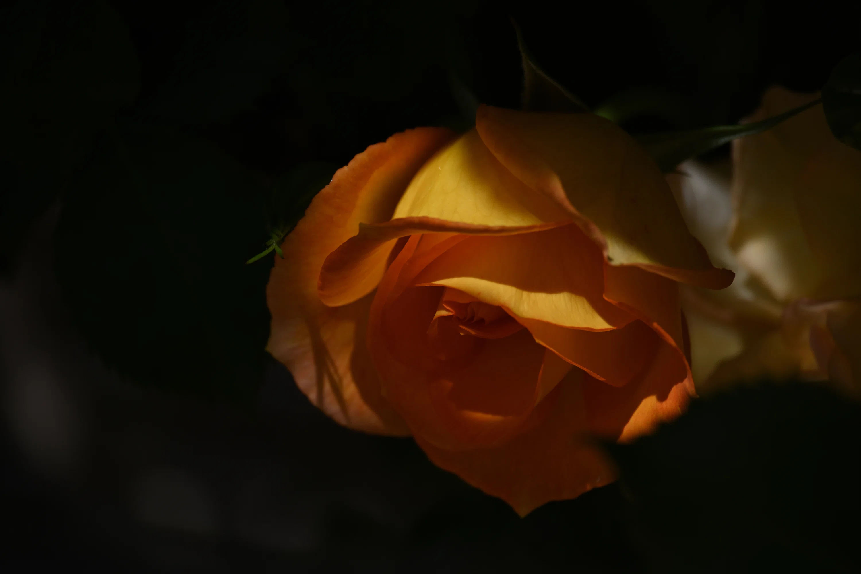 恒例の薔薇写真2026。｜鹿野がんこ