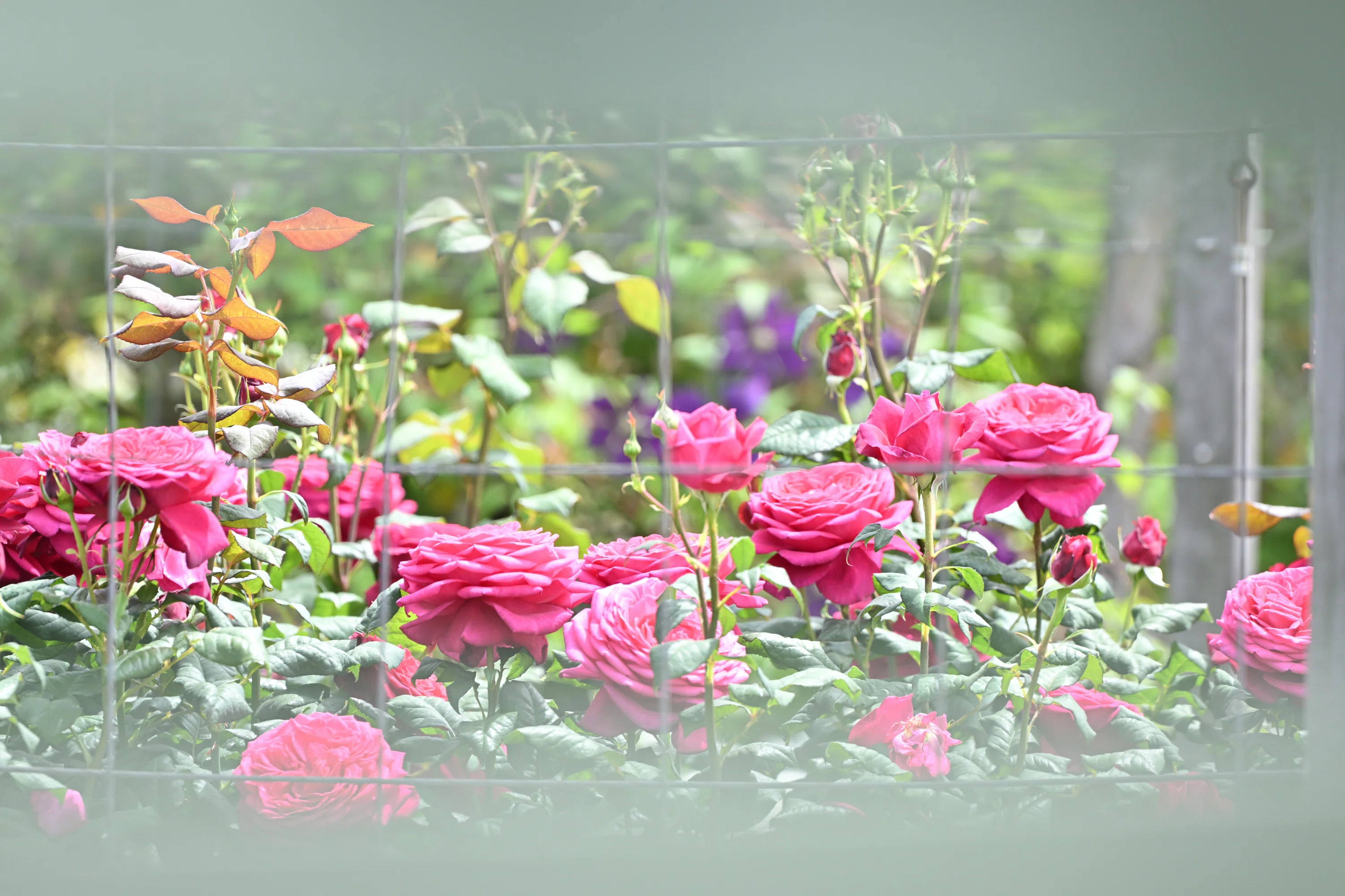 恒例の薔薇写真2026。｜鹿野がんこ