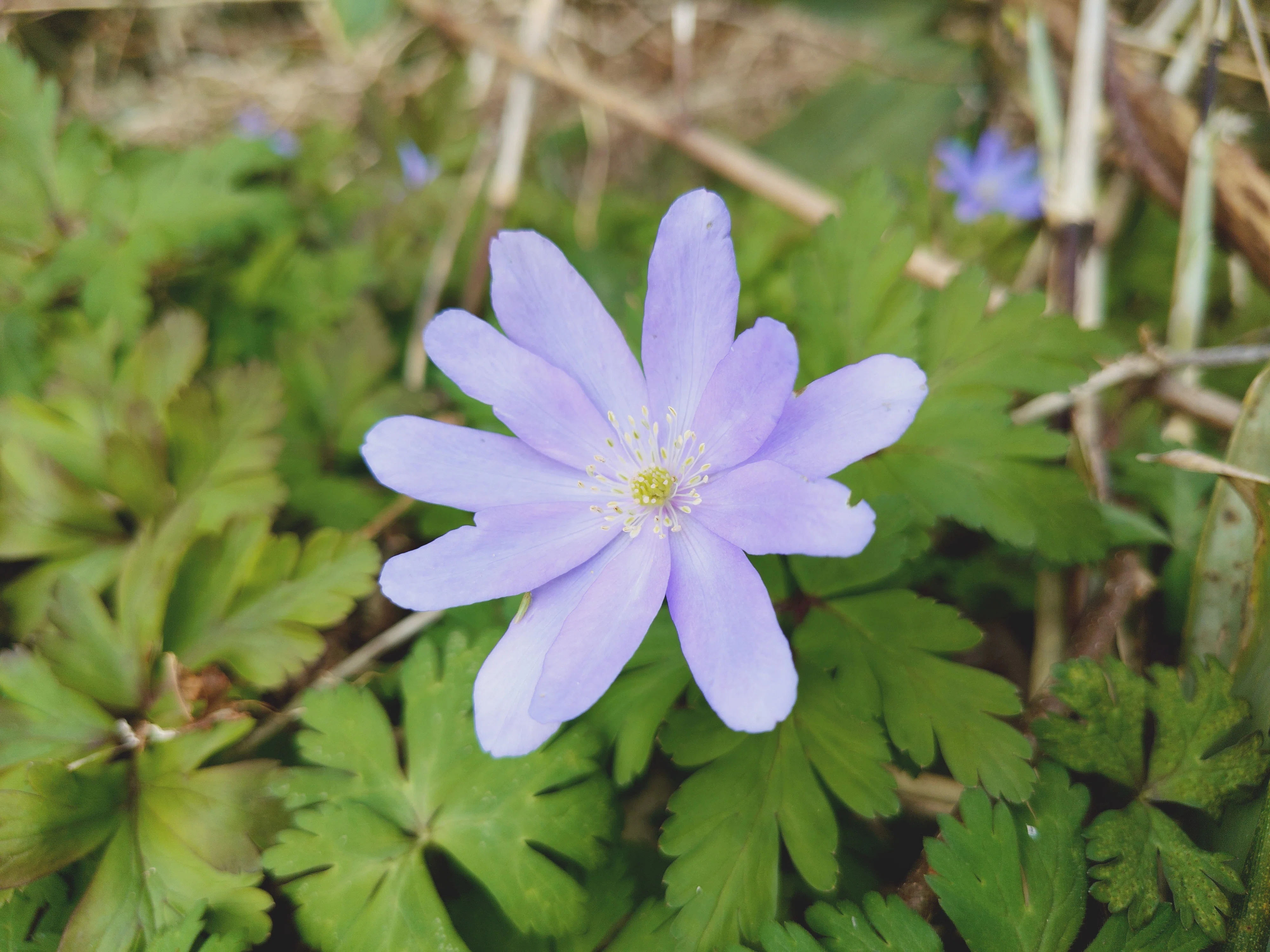 【春蘭＊開花株＊5つの可憐なお花が咲いています】天然/野生/里山自生/山野草 里山で4月に出会った山野草｜根魚戦士アイナメン