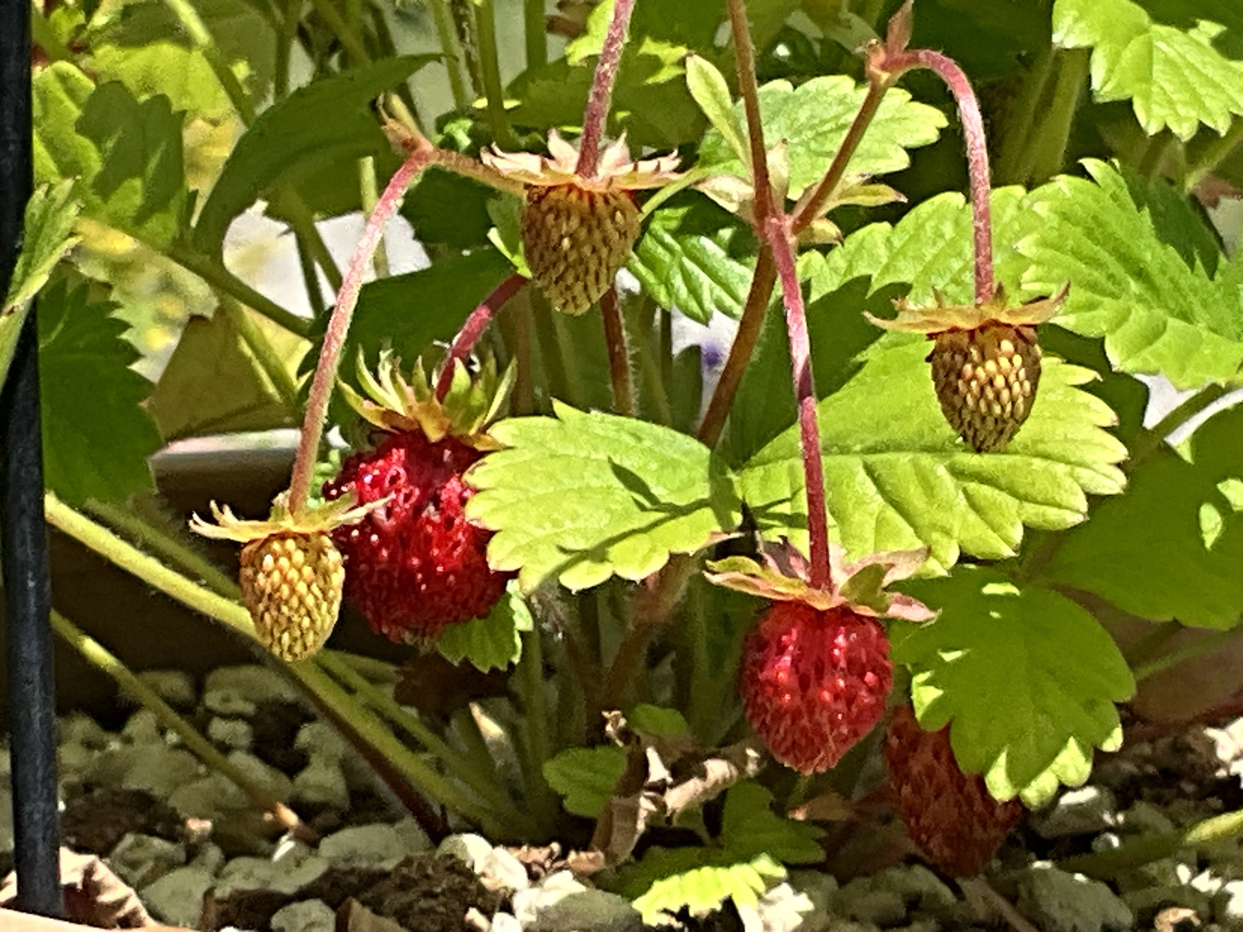 ワイルドストロベリー（京都府立植物園）：2026年5月10日（日）｜藤井