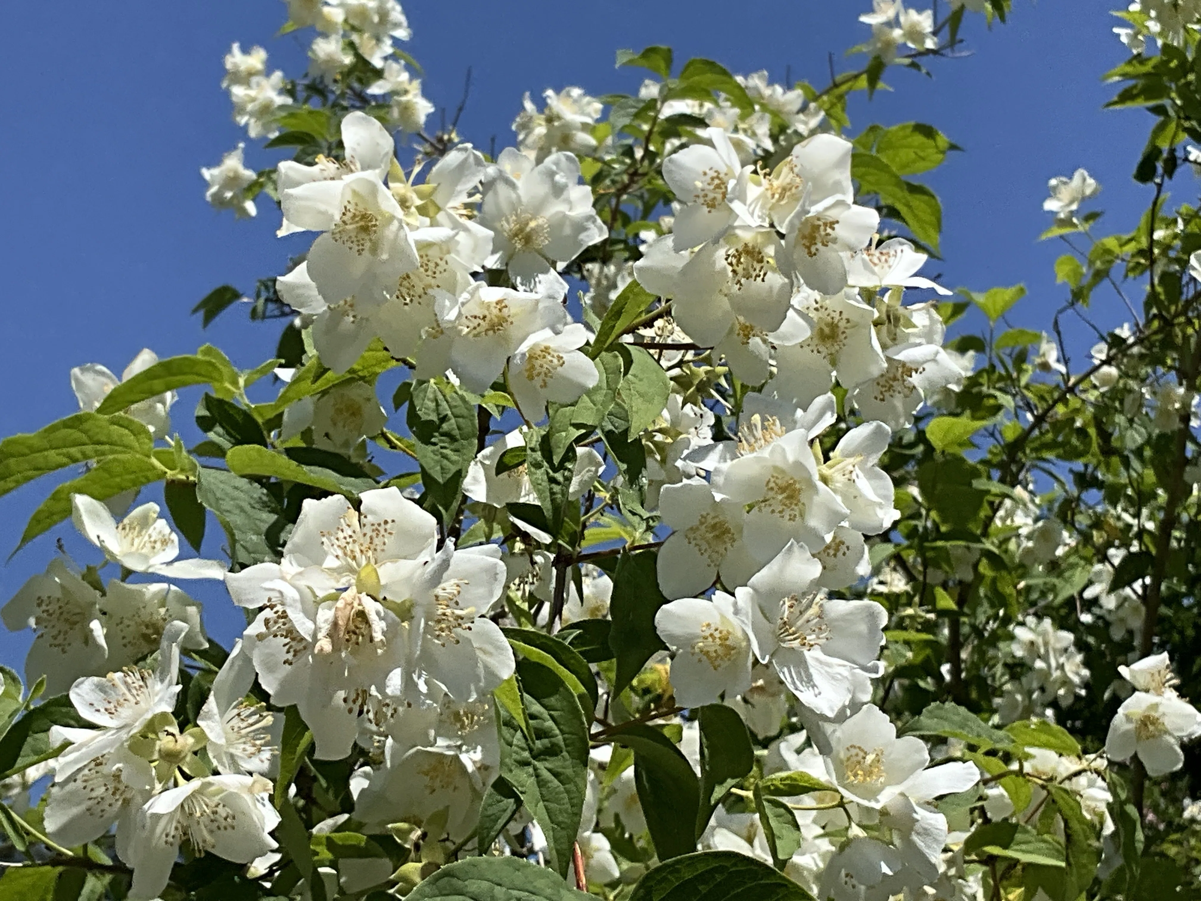 Philadelphus (Kyoto Botanical Gardens): Saturday, May 2, 2026