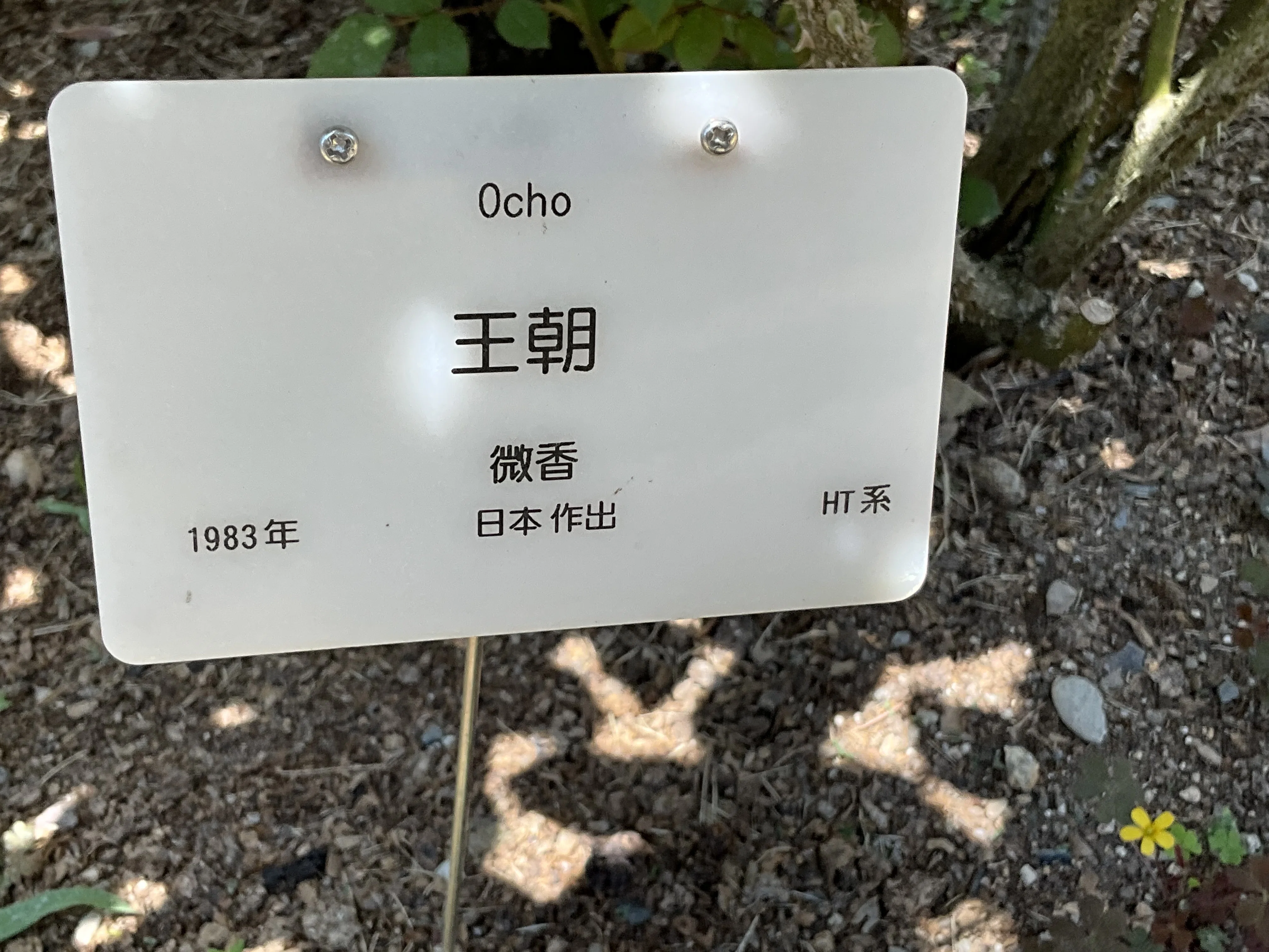 王朝（京都府立植物園）：2026年5月10日（日）｜藤井秀昭（『京都居候