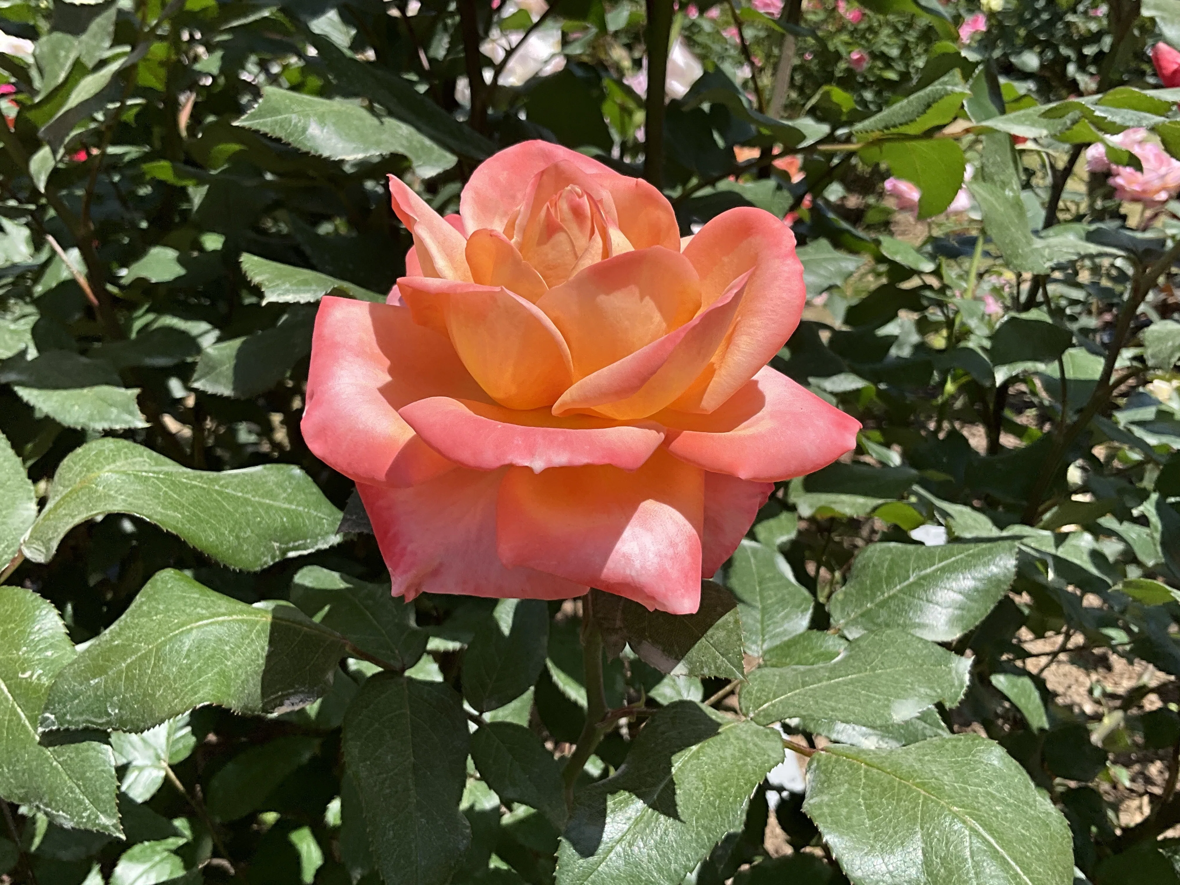 王朝（京都府立植物園）：2026年5月10日（日）｜藤井秀昭（『京都居候