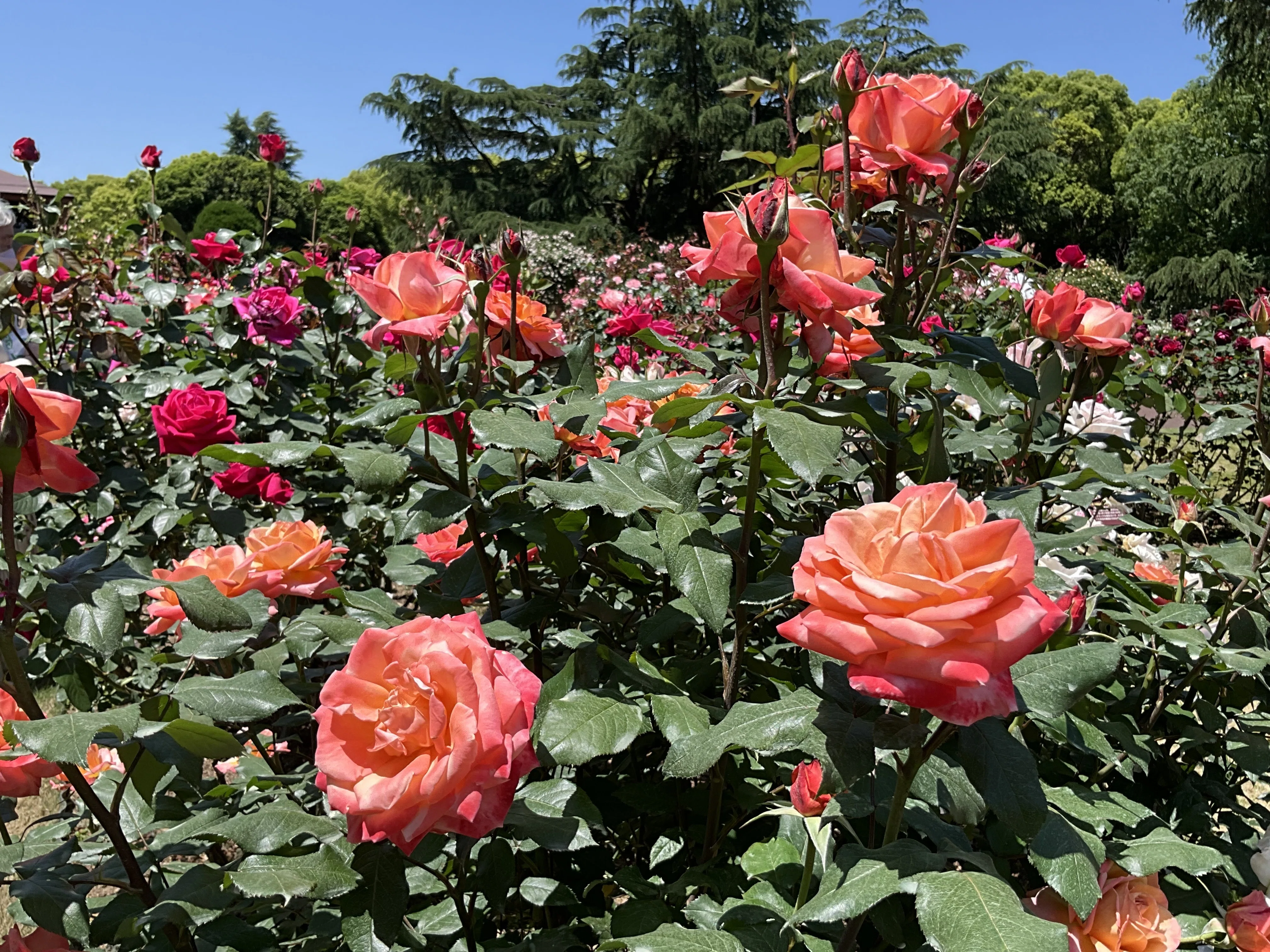 王朝（京都府立植物園）：2026年5月10日（日）｜藤井秀昭（『京都居候